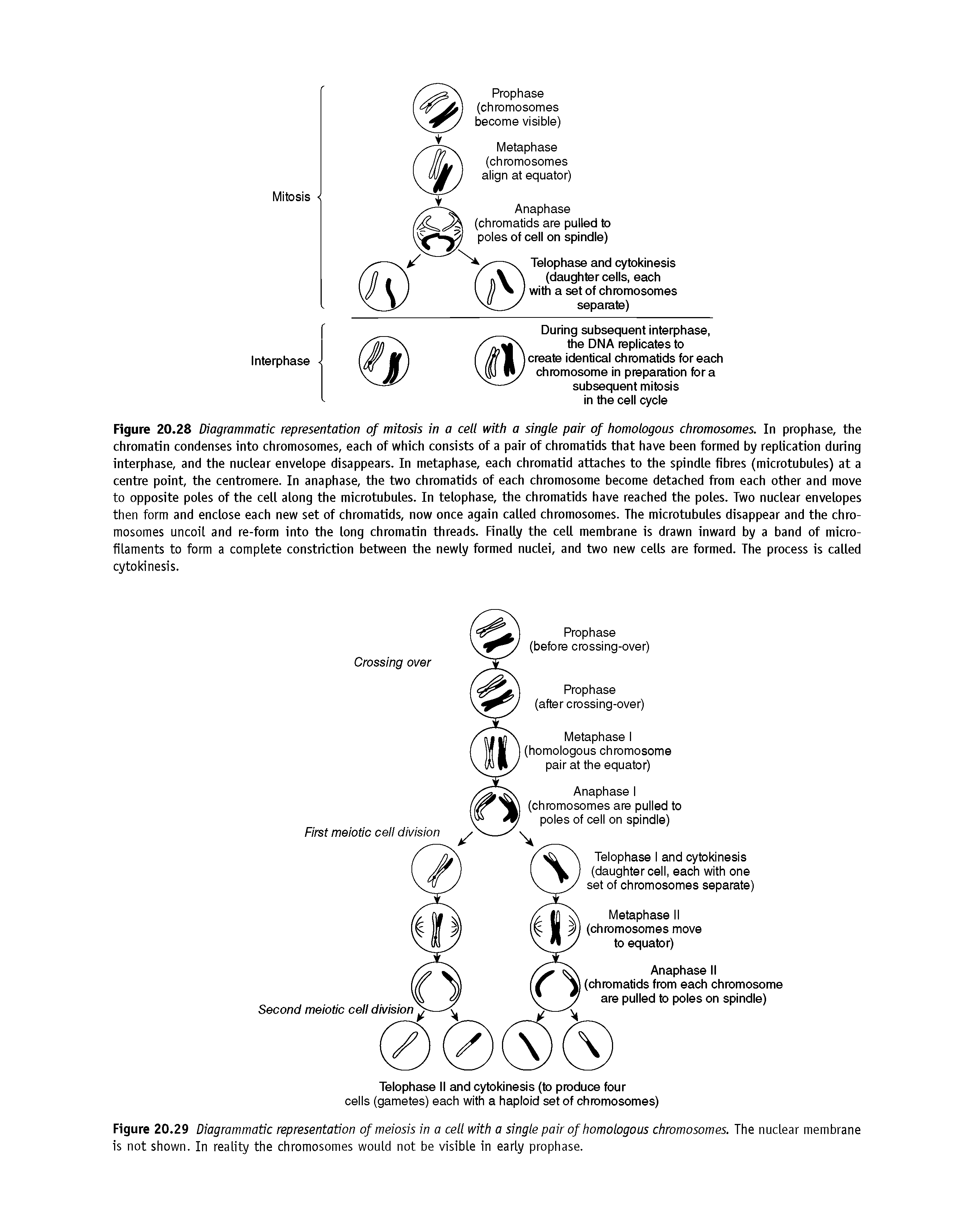 Figure 20.28 Diagrammatic representation of mitosis in a cell with a single pair of homologous chromosomes. In prophase, the chromatin condenses into chromosomes, each of which consists of a pair of chromatids that have been formed by replication during interphase, and the nuclear envelope disappears. In metaphase, each chromatid attaches to the spindle fibres (microtubules) at a centre point, the centromere. In anaphase, the two chromatids of each chromosome become detached from each other and move to opposite poles of the cell along the microtubules. In telophase, the chromatids have reached the poles. Two nuclear envelopes then form and enclose each new set of chromatids, now once again called chromosomes. The microtubules disappear and the chromosomes uncoil and re-form into the long chromatin threads. Finally the cell membrane is drawn inward by a band of microfilaments to form a complete constriction between the newly formed nuclei, and two new cells are formed. The process is called cytokinesis.