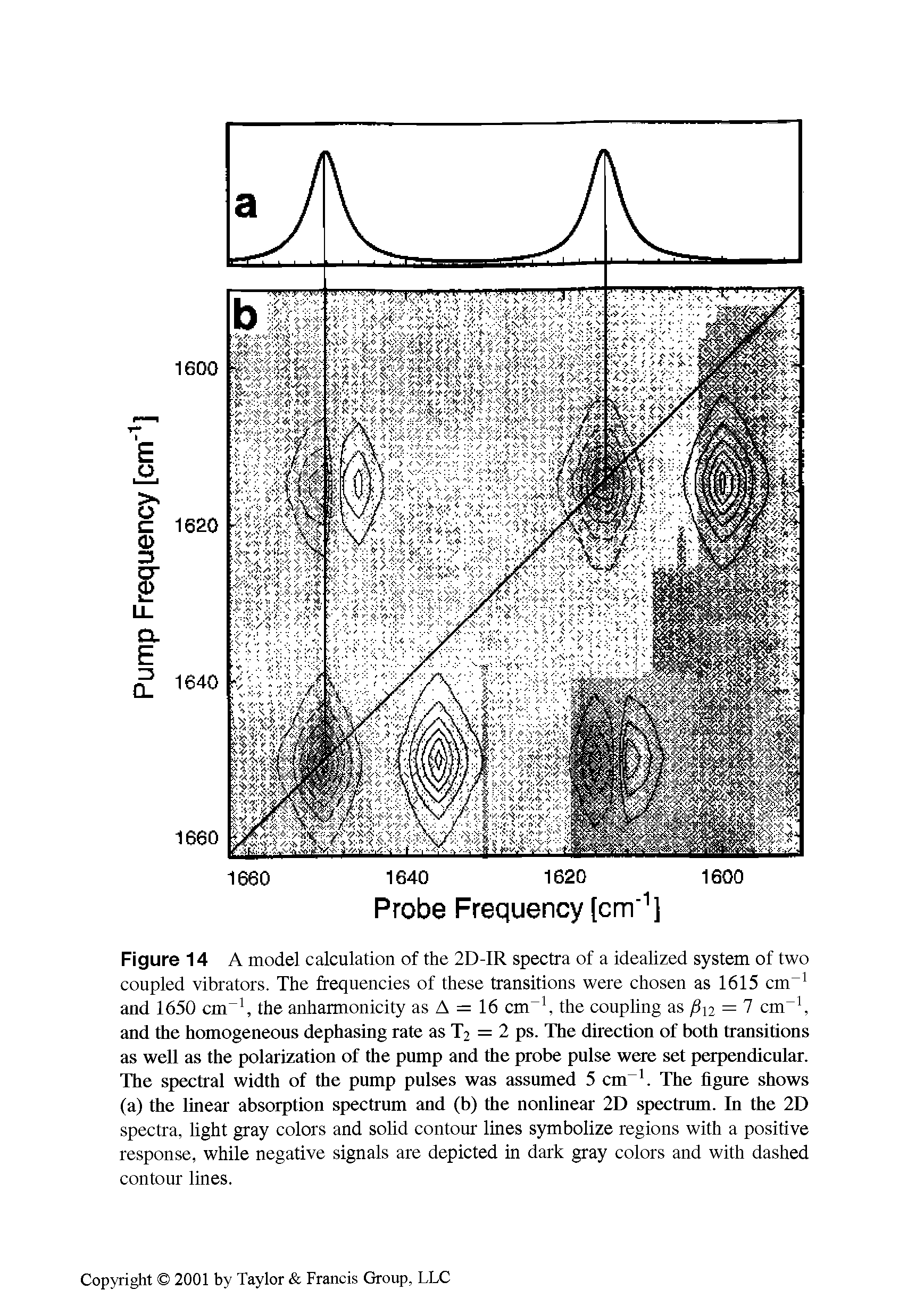 Figure 14 A model calculation of the 2D-IR spectra of a idealized system of two coupled vibrators. The frequencies of these transitions were chosen as 1615 cm-1 and 1650 cm-1, the anharmonicity as A = 16 cm the coupling as = 7 cm and the homogeneous dephasing rate as T2 = 2 ps. The direction of both transitions as well as the polarization of the pump and the probe pulse were set perpendicular. The spectral width of the pump pulses was assumed 5 cm-1. The figure shows (a) the linear absorption spectrum and (b) the nonlinear 2D spectrum. In the 2D spectra, light gray colors and solid contour lines symbolize regions with a positive response, while negative signals are depicted in dark gray colors and with dashed contour lines.