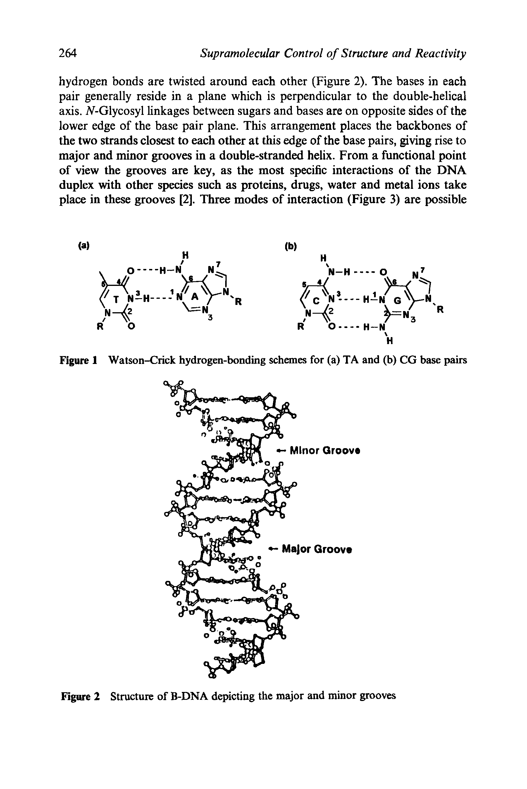 Figure 2 Structure of B-DNA depicting the major and minor grooves...