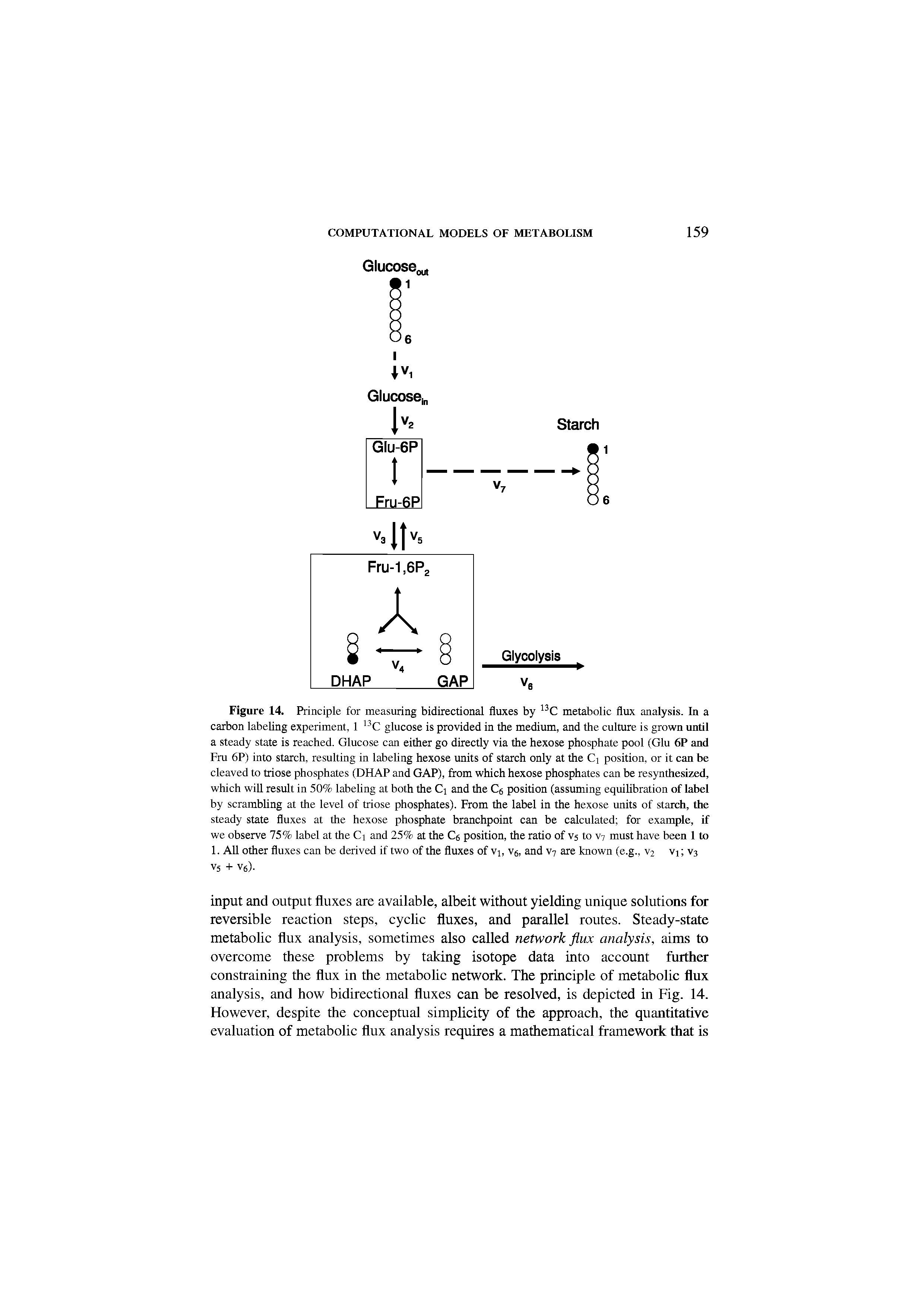 Figure 14. Principle for measuring bidirectional fluxes by 13C metabolic flux analysis. In a carbon labeling experiment, 1 13C glucose is provided in the medium, and the culture is grown until a steady state is reached. Glucose can either go directly via the hexose phosphate pool (Glu 6P and Fru 6P) into starch, resulting in labeling hexose units of starch only at the Cj position, or it can be cleaved to triose phosphates (DHAP and GAP), from which hexose phosphates can be resynthesized, which will result in 50% labeling at both the Ci and the C6 position (assuming equilibration of label by scrambling at the level of triose phosphates). From the label in the hexose units of starch, the steady state fluxes at the hexose phosphate branchpoint can be calculated for example, if we observe 75% label at the Ci and 25% at the C6 position, the ratio of vs to V7 must have been 1 to 1. All other fluxes can be derived if two of the fluxes of Vi, V6, and V7 are known (e.g., V2 vi V3 V5 + v6).