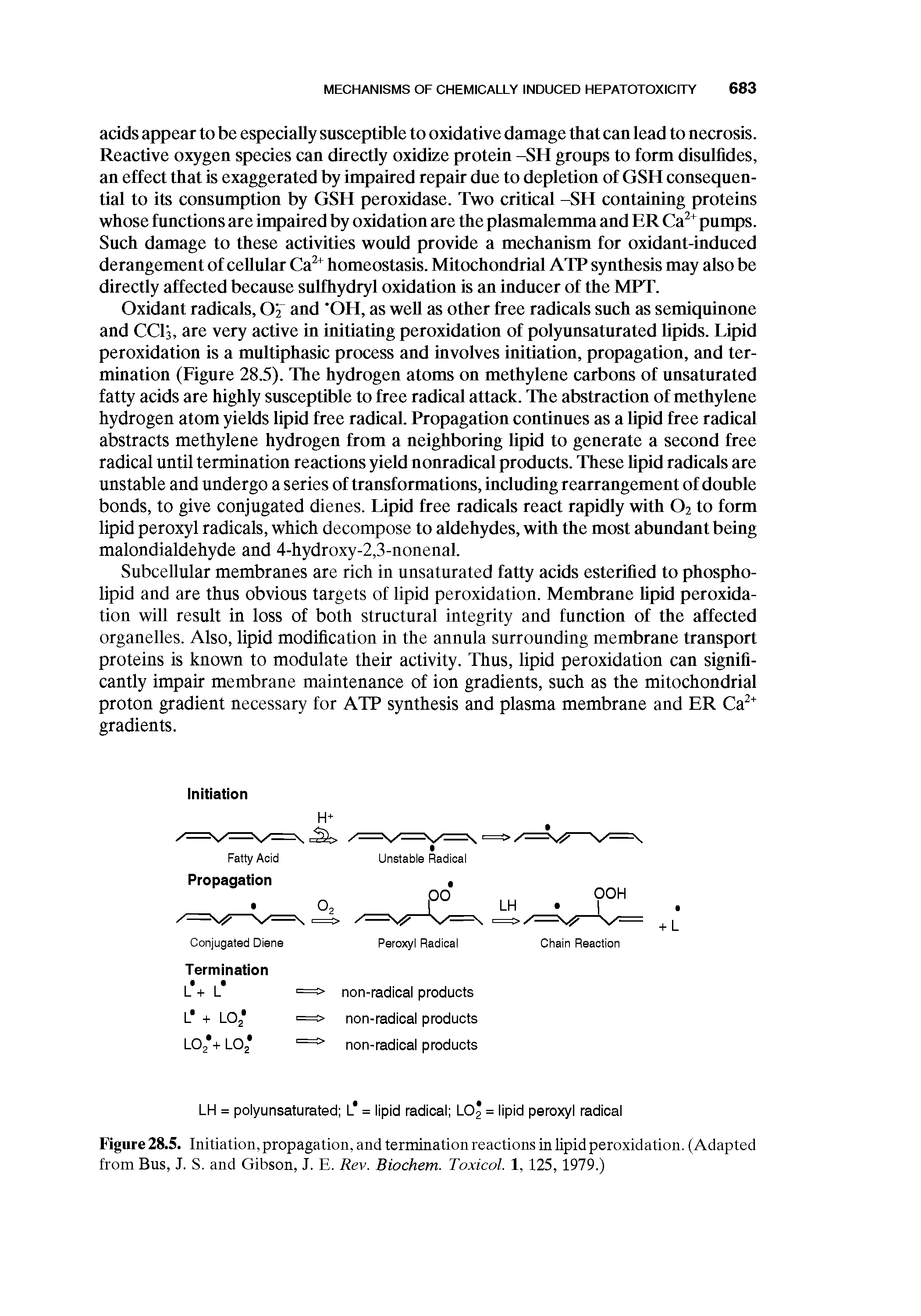 Figure 28.5. Initiation, propagation, and termination reactions in lipid peroxidation. (Adapted from Bus, J. S. and Gibson, J. E. Rev. Biochem. Toxicol. 1, 125, 1979.)...