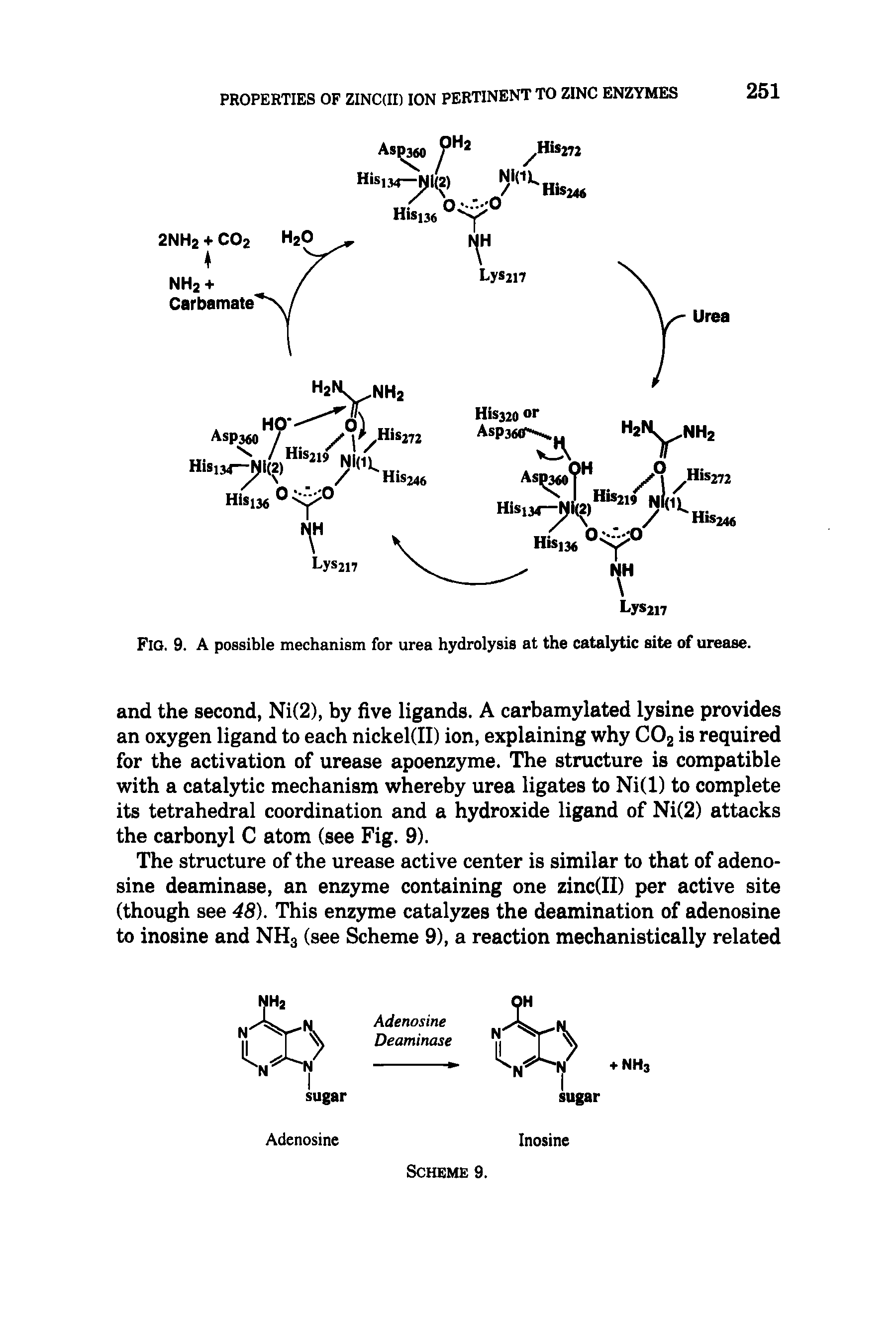 Fig. 9. A possible mechanism for urea hydrolysis at the catalytic site of urease.