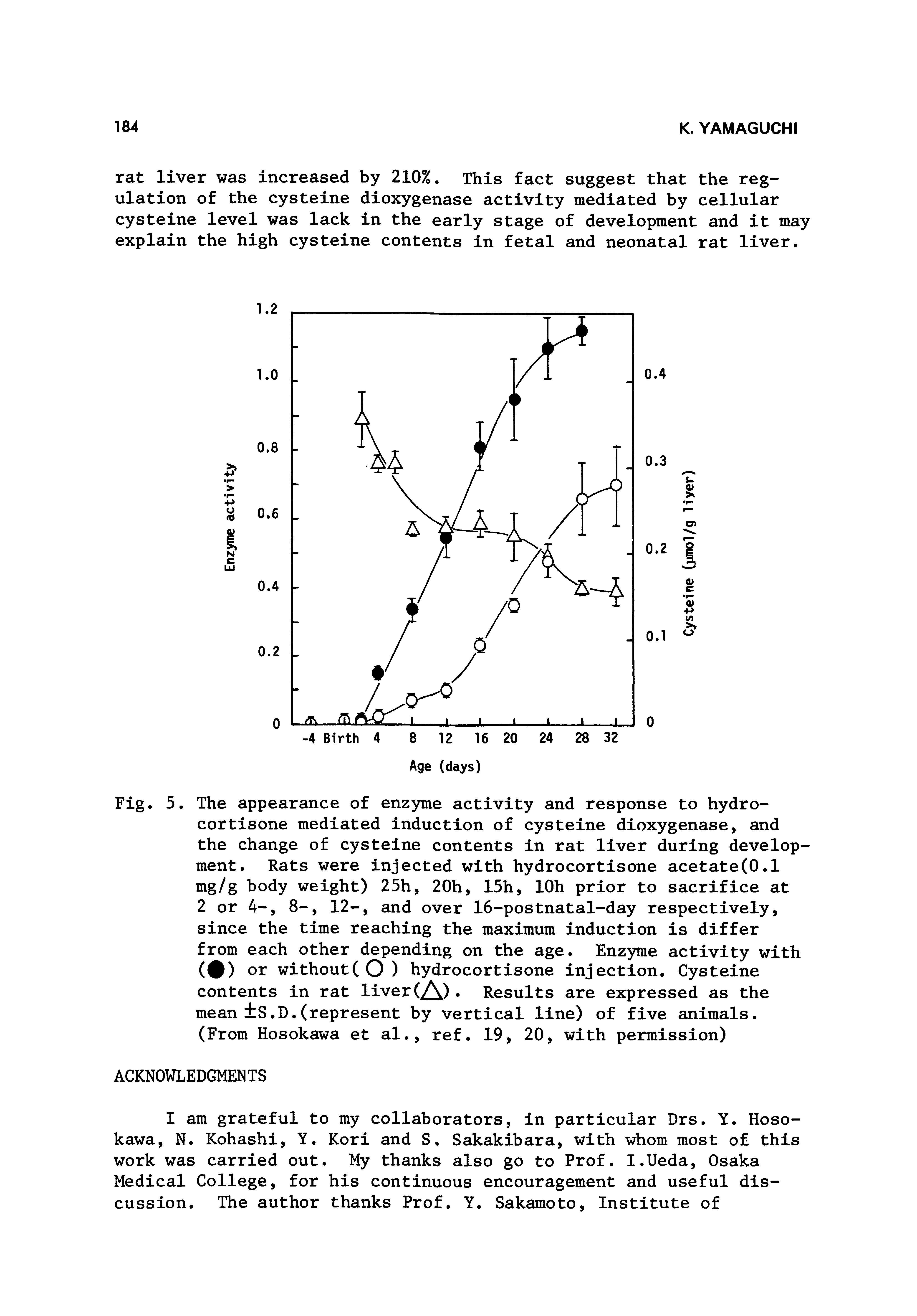 Fig. 5. The appearance of enzyme activity and response to hydrocortisone mediated induction of cysteine dioxygenase, and the change of cysteine contents in rat liver during development. Rats were injected with hydrocortisone acetate(0.1 mg/g body weight) 25h, 20h, 15h, lOh prior to sacrifice at 2 or 4-, 8-, 12-, and over 16-postnatal-day respectively, since the time reaching the maximum induction is differ from each other depending on the age. Enzyme activity with (0) Of without(O) hydrocortisone injection. Cysteine contents in rat liver (A) Results are expressed as the mean S.D.(represent by vertical line) of five animals.
