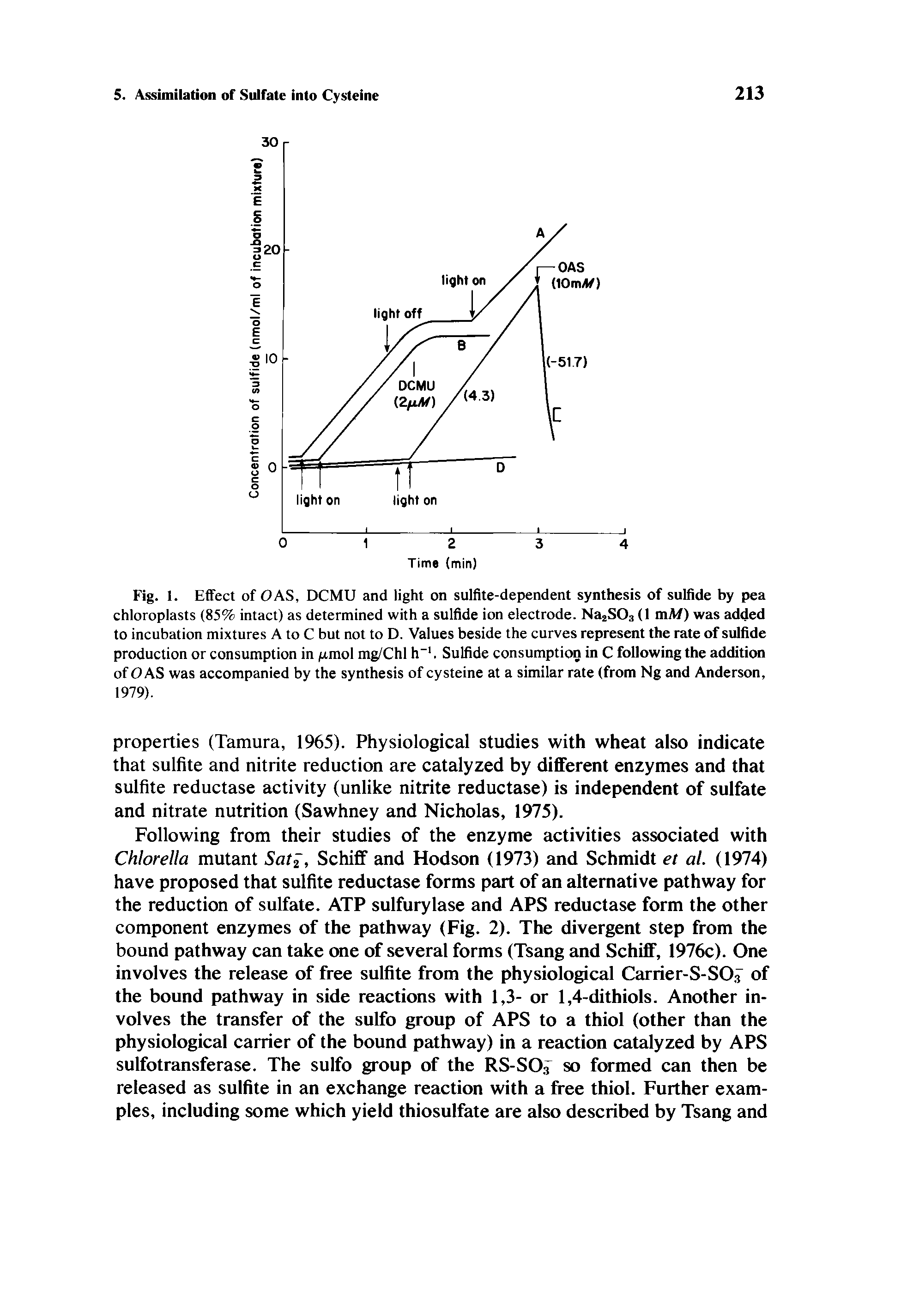 Fig. 1. Effect of OAS, DCMU and light on sulfite-dependent synthesis of sulfide by pea chloroplasts (85% intact) as determined with a sulfide ion electrode. NaaSOa (1 mM) was added to incubation mixtures A to C but not to D. Values beside the curves represent the rate of sulfide production or consumption in /nmol mg/Chl h . Sulfide consumption in C following the addition of OAS was accompanied by the synthesis of cysteine at a similar rate (from Ng and Anderson, 1979).