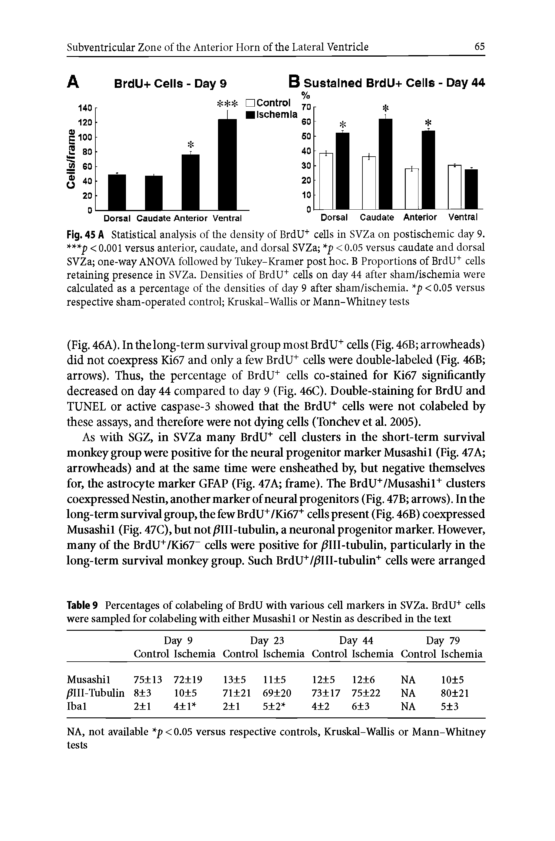 Fig. 45 A Statistical analysis of the density of BrdU+ cells in SVZa on postischemic day 9. p < 0.001 versus anterior, caudate, and dorsal SVZa p < 0.05 versus caudate and dorsal SVZa one-way ANOVA followed by Tukey-Kramer post hoc. B Proportions of BrdU+ cells retaining presence in SVZa. Densities of BrdU+ cells on day 44 after sham/ischemia were calculated as a percentage of the densities of day 9 after sham/ischemia. p < 0.05 versus respective sham-operated control Kruskal-Wallis or Mann-Whitney tests...