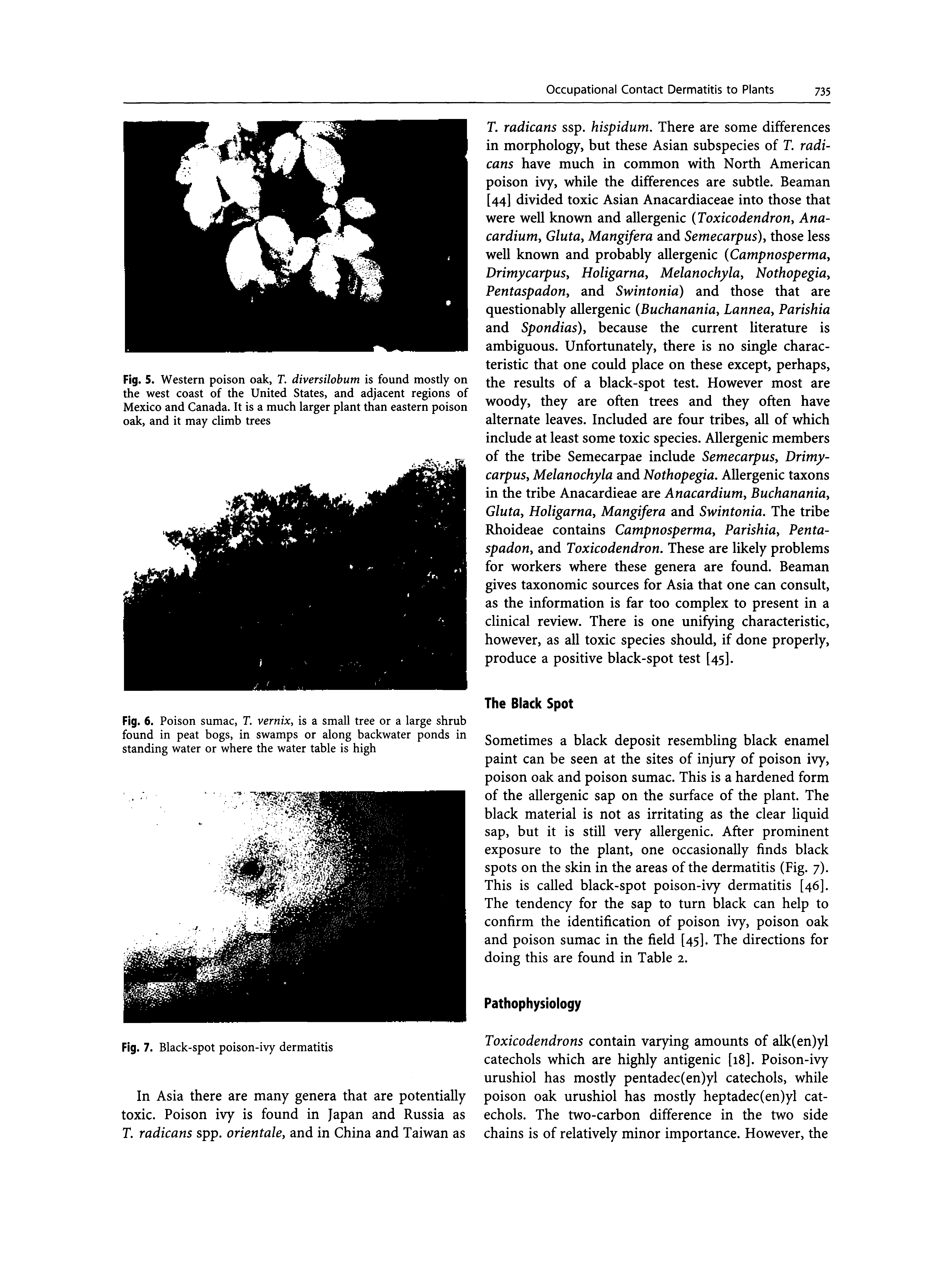 Fig. 6. Poison sumac, T. vernix, is a small tree or a large shrub found in peat bogs, in swamps or along backwater ponds in standing water or where the water table is high...