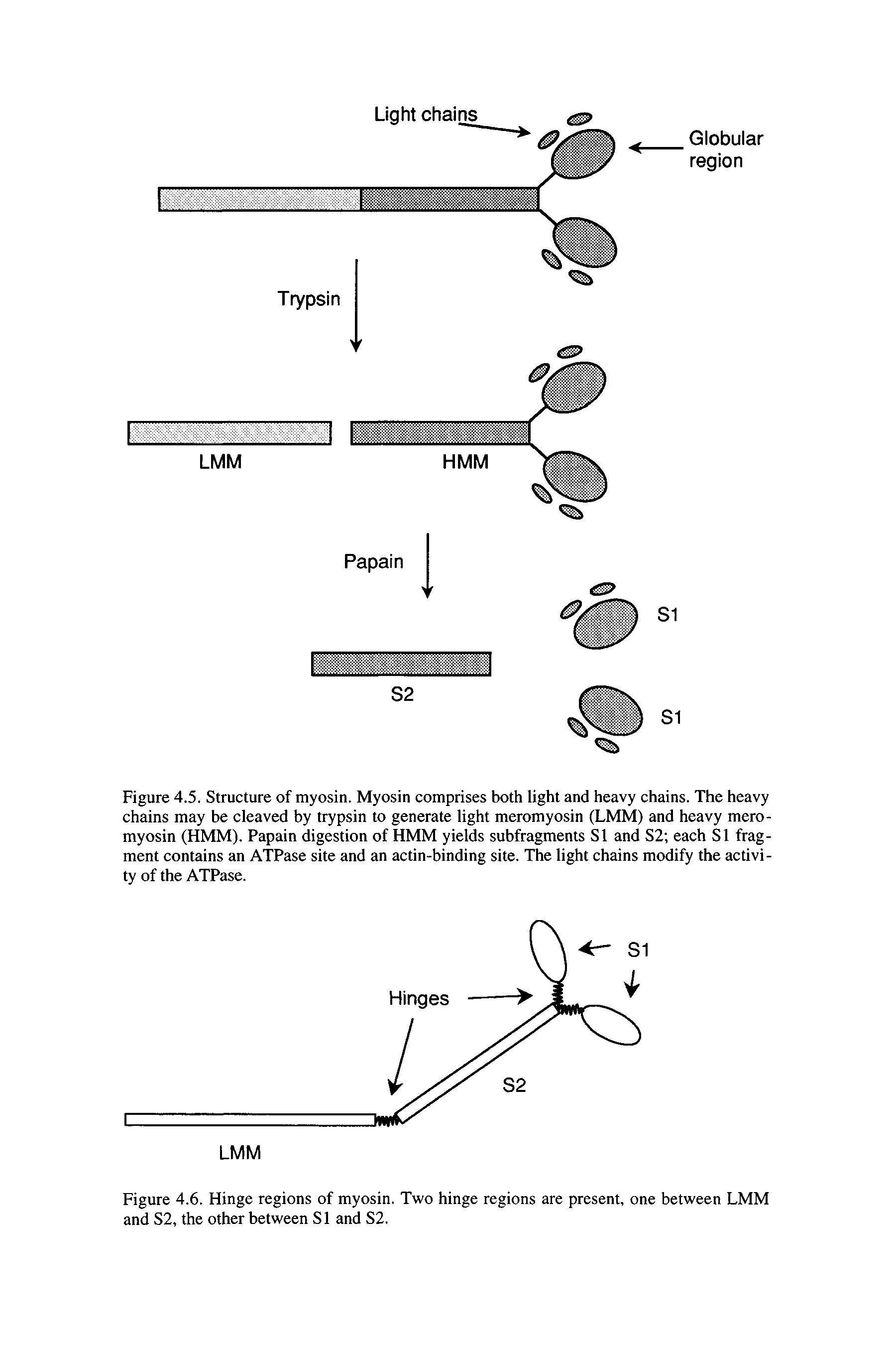 Figure 4.5. Structure of myosin. Myosin comprises both light and heavy chains. The heavy chains may be cleaved by trypsin to generate light meromyosin (LMM) and heavy mero-myosin (HMM). Papain digestion of HMM yields subfragments SI and S2 each SI fragment contains an ATPase site and an actin-binding site. The light chains modify the activity of the ATPase.