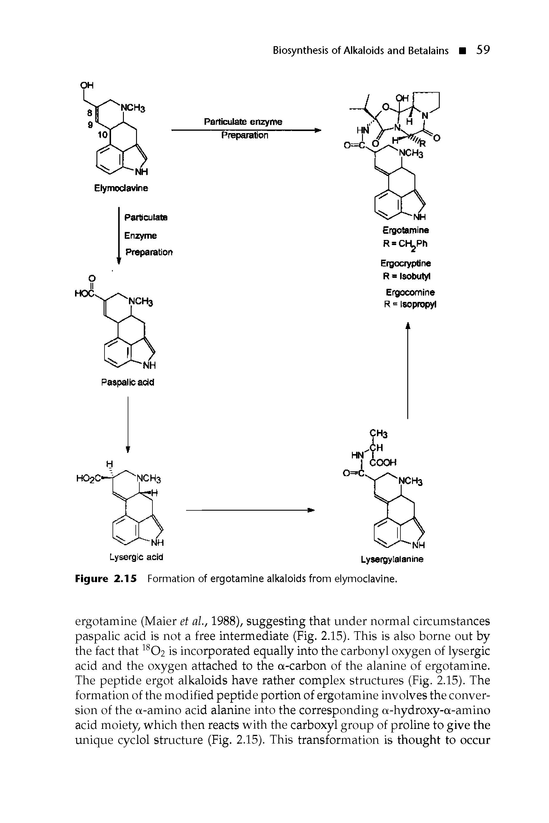 Figure 2.15 Formation of ergotamine alkaloids from elymoclavine.