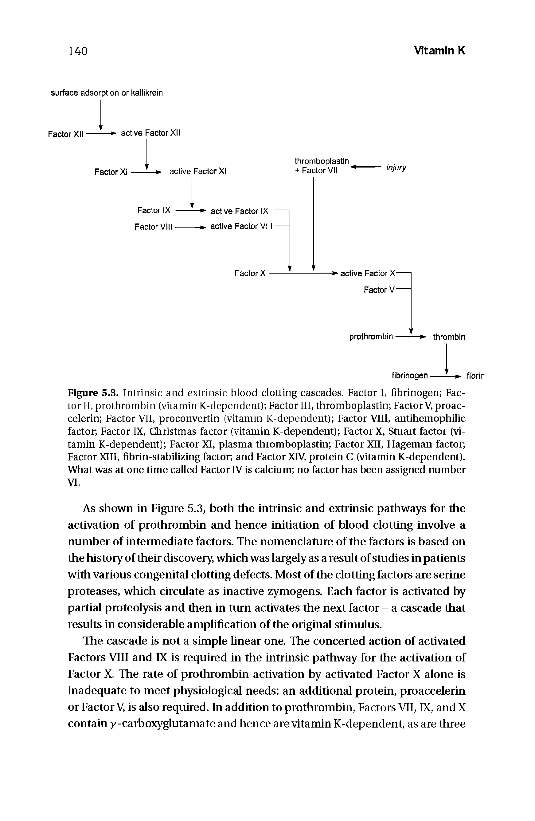 Figure 5.3. Intrinsic and extrinsic blood clotting cascades. Factor I, fibrinogen Factor II, prothrombin (vitamin K-dependent) Factor III, thromboplastin Factor V, proac-celerin Factor VII, proconvertin (vitamin K-dependent) Factor VIII, antihemophilic factor Factor IX, Christmas factor (vitamin K-dependent) Factor X, Stnart factor (vitamin K-dependent) Factor XI, plasma thromboplastin Factor XII, Hageman factor Factor XIII, fibrin-stabilizing factor and Factor XIV, protein C (vitamin K-dependent). What was at one time called Factor IV is calcinm no factor has been assigned nnmber VI.