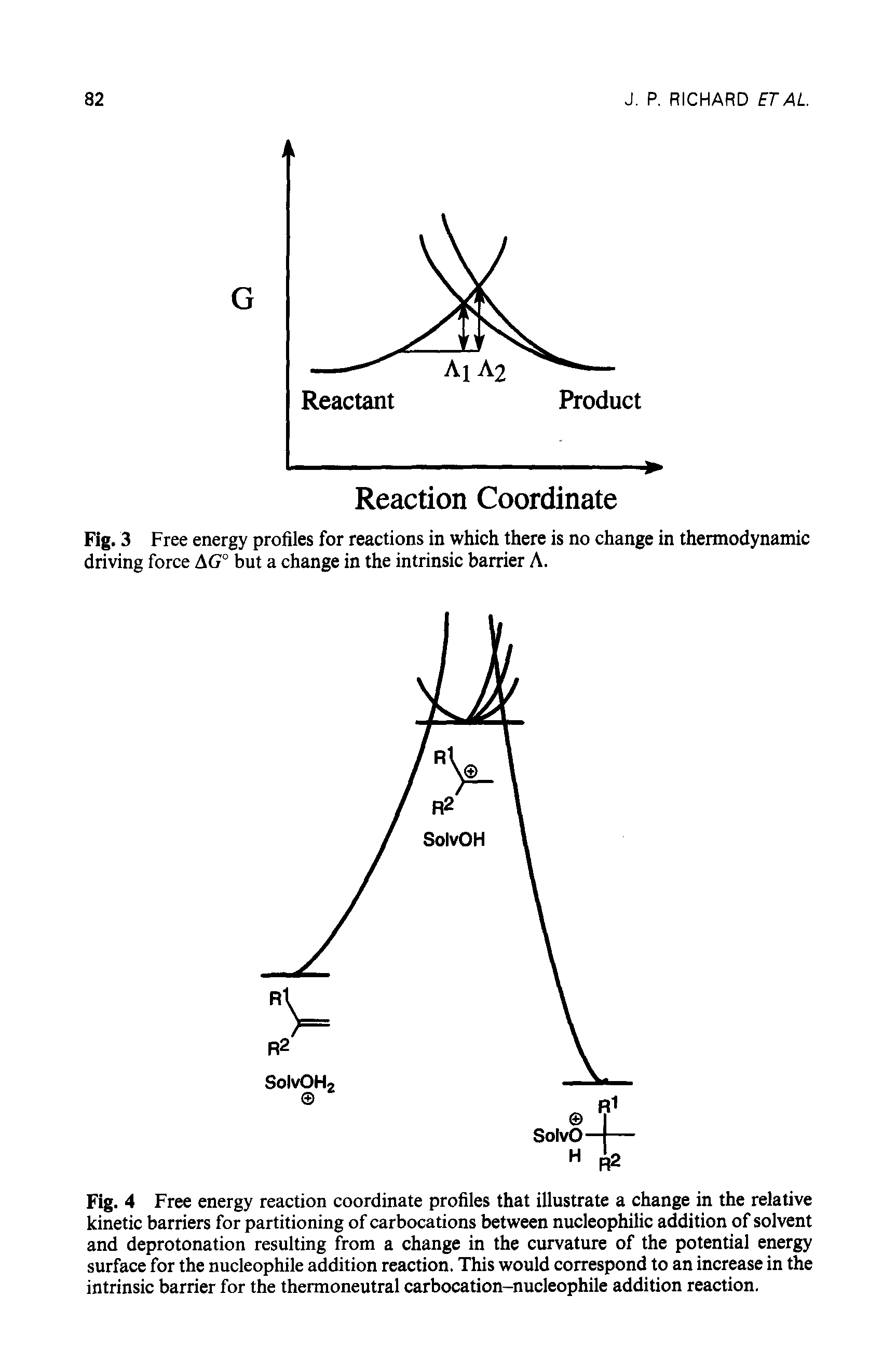 Fig. 4 Free energy reaction coordinate profiles that illustrate a change in the relative kinetic barriers for partitioning of carbocations between nucleophilic addition of solvent and deprotonation resulting from a change in the curvature of the potential energy surface for the nucleophile addition reaction. This would correspond to an increase in the intrinsic barrier for the thermoneutral carbocation-nucleophile addition reaction.