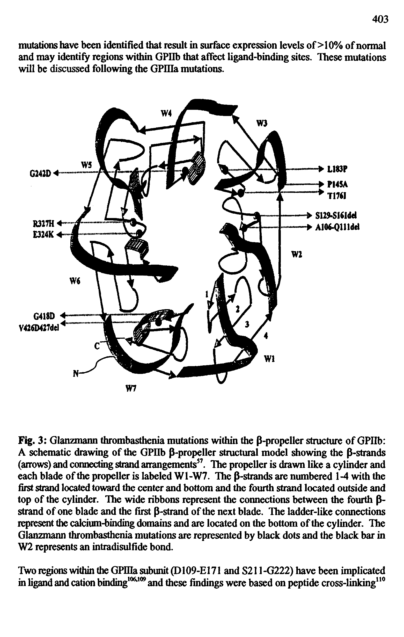 Fig. 3 Glanzmann thrombasthenia mutations within the P-propeller stiucture of GPIIb A schematic drawing of the GPIIb p-propeller structural model showing the P-strands (arrows) and connecting strand arrangements . The propeller is drawn like a cylinder and each blade of the propeller is labeled W1-W7. The P-strands are numbered 1-4 with the first strand located toward the center and bottom and the fourth strand located outside and top of the cylinder. Hie wide ribbons represent the connections between the fourth P-strand of one blade and the first p-strand of the next blade. The ladder-like connections represent the calcium-binding domains and are located on the bottom of the cylinder. The Glanzmann thrombasthenia mutations are represented by black dots and the black bar in W2 represents an intradisulfide bond.