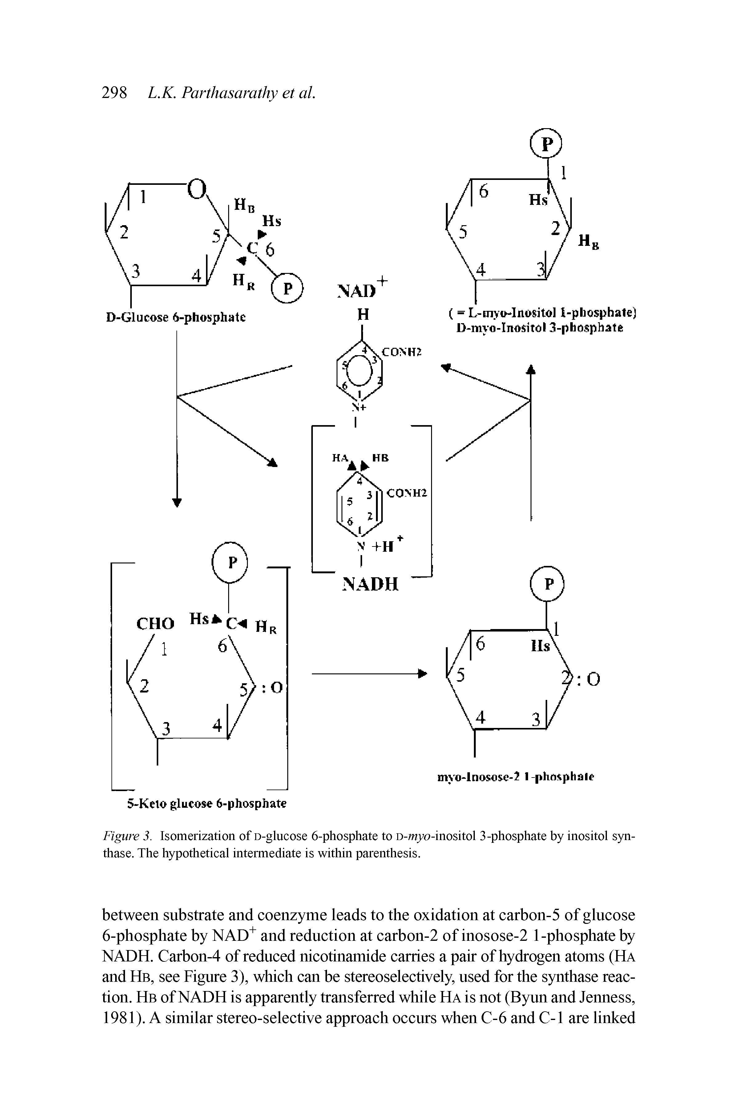 Figure 3. Isomerization of D-glucose 6-phosphate to D-myo-inositol 3-phosphate by inositol synthase. The hypothetical intermediate is within parenthesis.