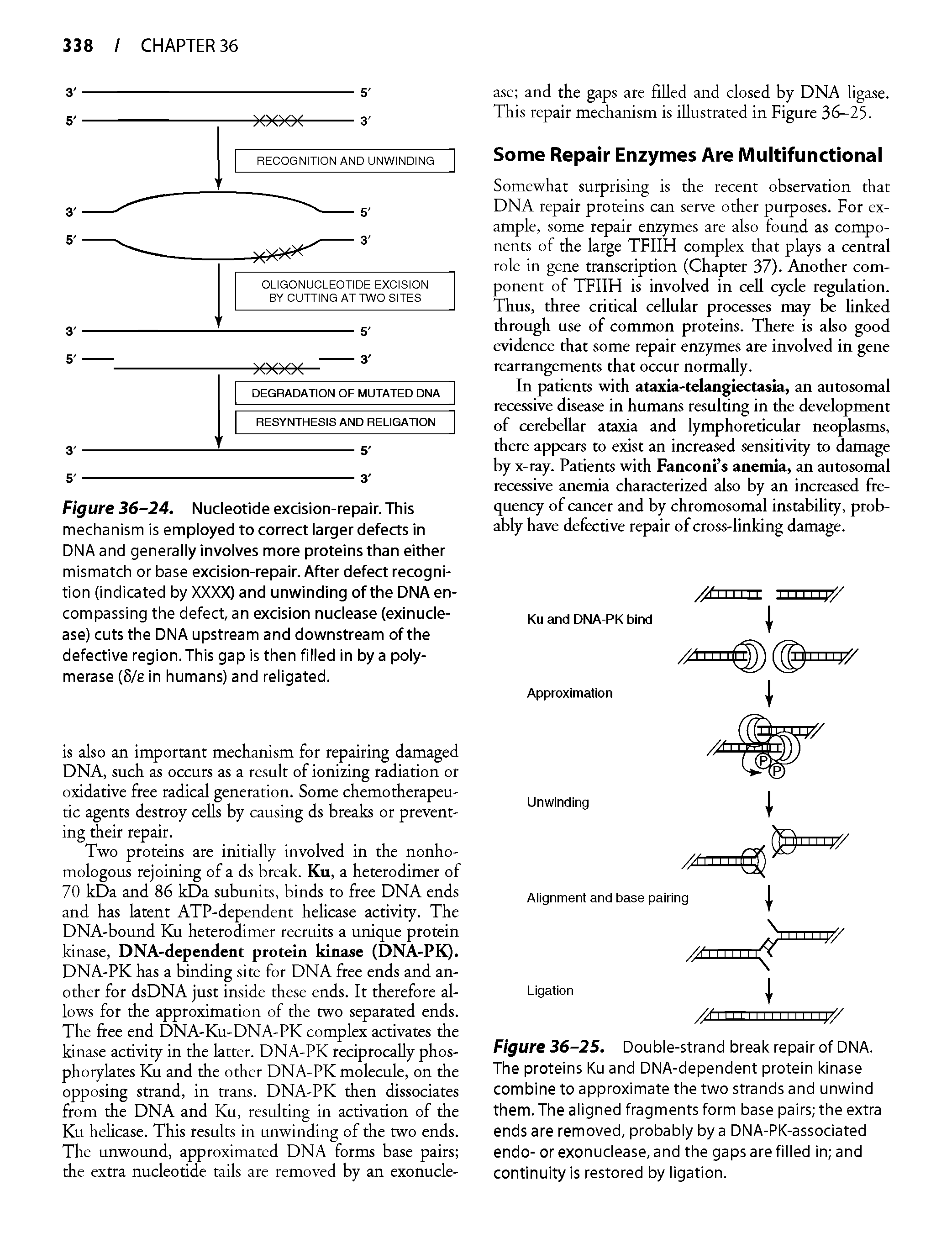 Figure 36-24. Nucleotide excision-repair. This mechanism is employed to correct larger defects in DNA and generally involves more proteins than either mismatch or base excision-repair. After defect recognition (indicated by XXXX) and unwinding of the DNA encompassing the defect, an excision nuclease (exinucle-ase) cuts the DNA upstream and downstream of the defective region. This gap is then filled in by a polymerase (5/e in humans) and religated.