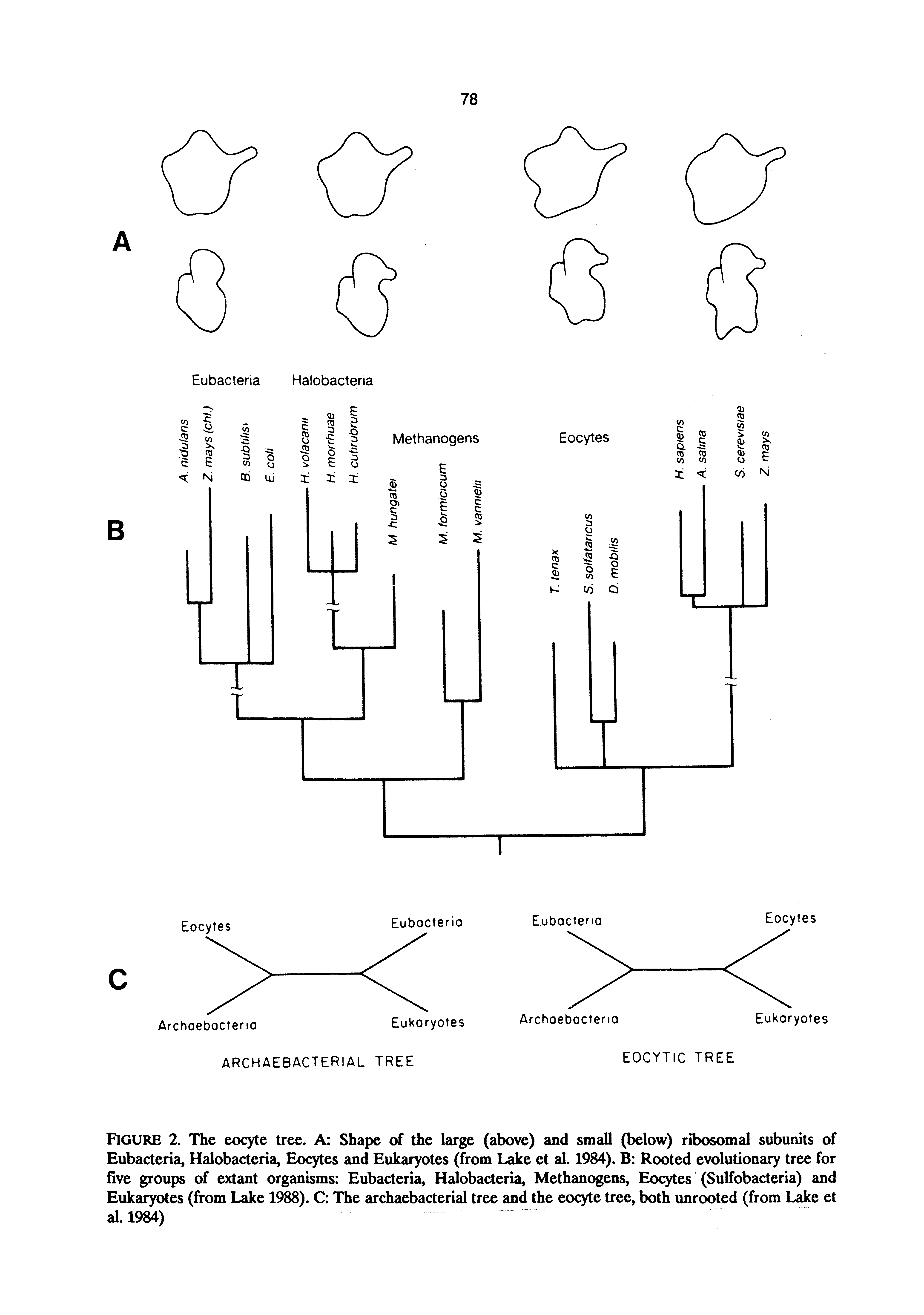 Figure 2. The eoc>te tree. A Shape of the large (above) and small (below) ribosomal subunits of Eubacteria, Halobacteria, Eocytes and Eukaryotes (from Lake et al. 1984). B Rooted evolutionary tree for five groups of extant organisms Eubacteria, Halobacteria, Methanogens, Eocytes (Sulfobacteria) and Eukaryotes (from Lake 1988). C The archaebacterial tree and the eocyte tree, both unrooted (from Lake et al.l984)...