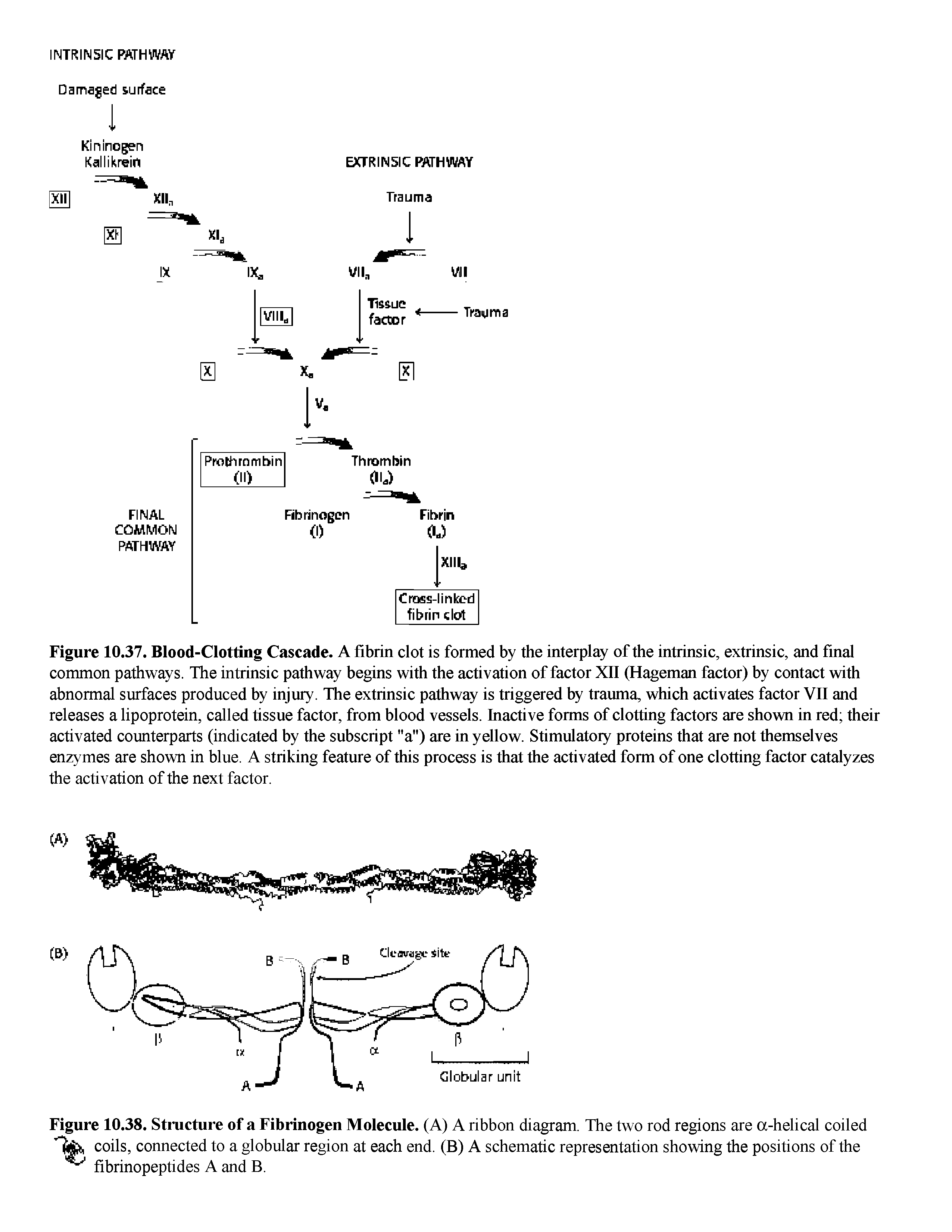 Figure 10.37. Blood-Clotting Cascade. A fibrin clot is formed by the interplay of the intrinsic, extrinsic, and final common pathways. The intrinsic pathway begins with the activation of factor XII (Hageman factor) by contact with abnormal surfaces produced by injury. The extrinsic pathway is triggered by trauma, which activates factor VII and releases a lipoprotein, called tissue factor, from blood vessels. Inactive forms of clotting factors are shown in red their activated counterparts (indicated by the subscript "a") are in yellow. Stimulatory proteins that are not themselves enzymes are shovm in blue. A striking feature of this process is that the activated form of one clotting factor catalyzes the activation of the next factor.