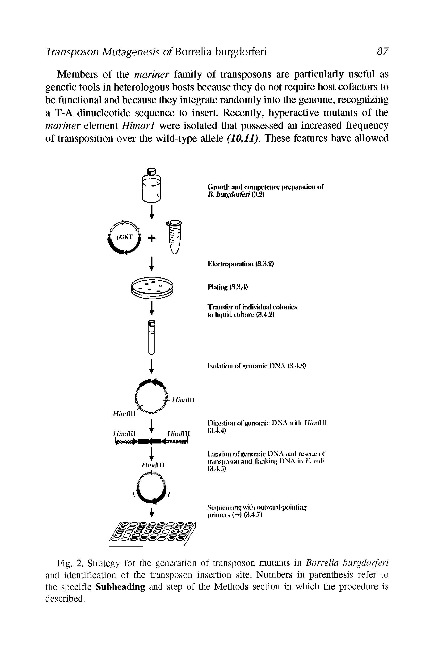 Fig. 2. Strategy for the generation of transposon mutants in Borrelia burgdorferi and identification of the transposon insertion site. Numbers in parenthesis refer to the specific Subheading and step of the Methods section in which the procedure is described.