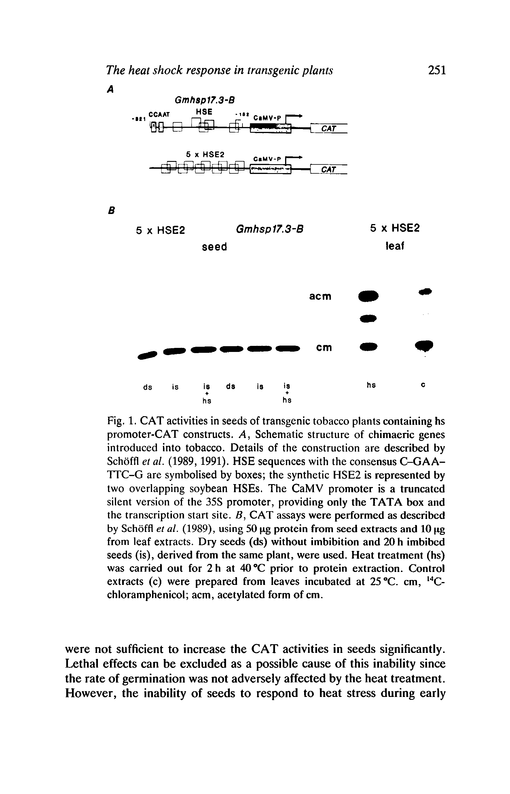 Fig. 1. CAT activities in seeds of transgenic tobacco plants containing hs promoter-CAT constructs. A, Schematic structure of chimaeric genes introduced into tobacco. Details of the construction are described by Schoffl et al. (1989,1991). HSE sequences with the consensus C-GAA-TTC-G are symbolised by boxes the synthetic HSE2 is represented by two overlapping soybean HSEs. The CaMV promoter is a truncated silent version of the 35S promoter, providing only the TATA box and the transcription start site. B, CAT assays were performed as described by Schoffl et al. (1989), using 50 pg protein from seed extracts and 10 jig from leaf extracts. Dry seeds (ds) without imbibition and 20 h imbibed seeds (is), derived from the same plant, were used. Heat treatment (hs) was carried out for 2h at 40 °C prior to protein extraction. Control extracts (c) were prepared from leaves incubated at 25 °C. cm, WC-chloramphenicol acm, acetylated form of cm.