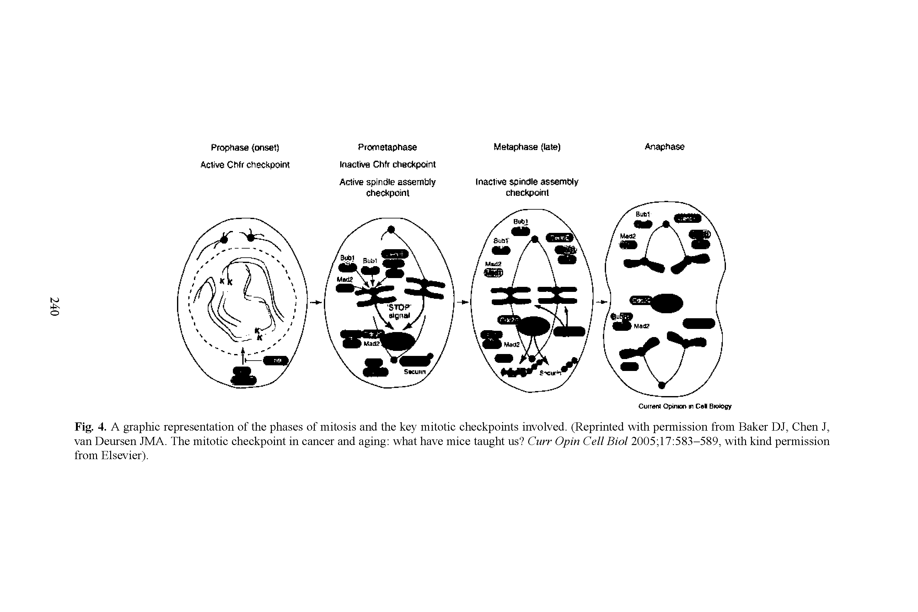 Fig. 4. A graphic representation of the phases of mitosis and the key mitotic checkpoints involved. (Reprinted with permission from Baker DJ, Chen J, van Deursen JMA. The mitotic checkpoint in cancer and aging what have mice taught us Curr Opin Cell Biol 2005 17 583-589, with kind permission from Elsevier).