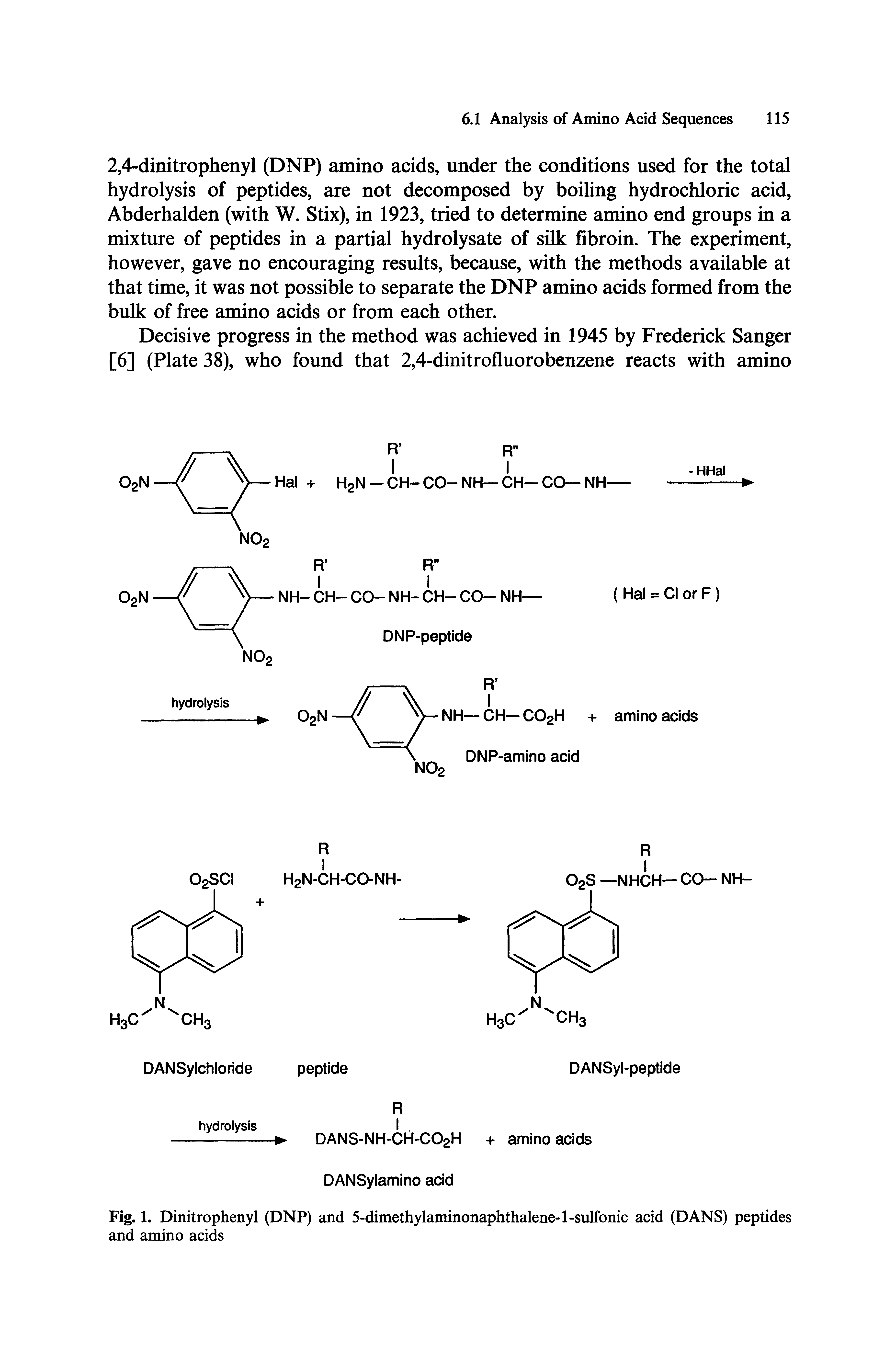 Fig. 1. Dinitrophenyl (DNP) and 5-dimethylaminonaphthalene-l-sulfonic acid (DANS) peptides and amino acids...