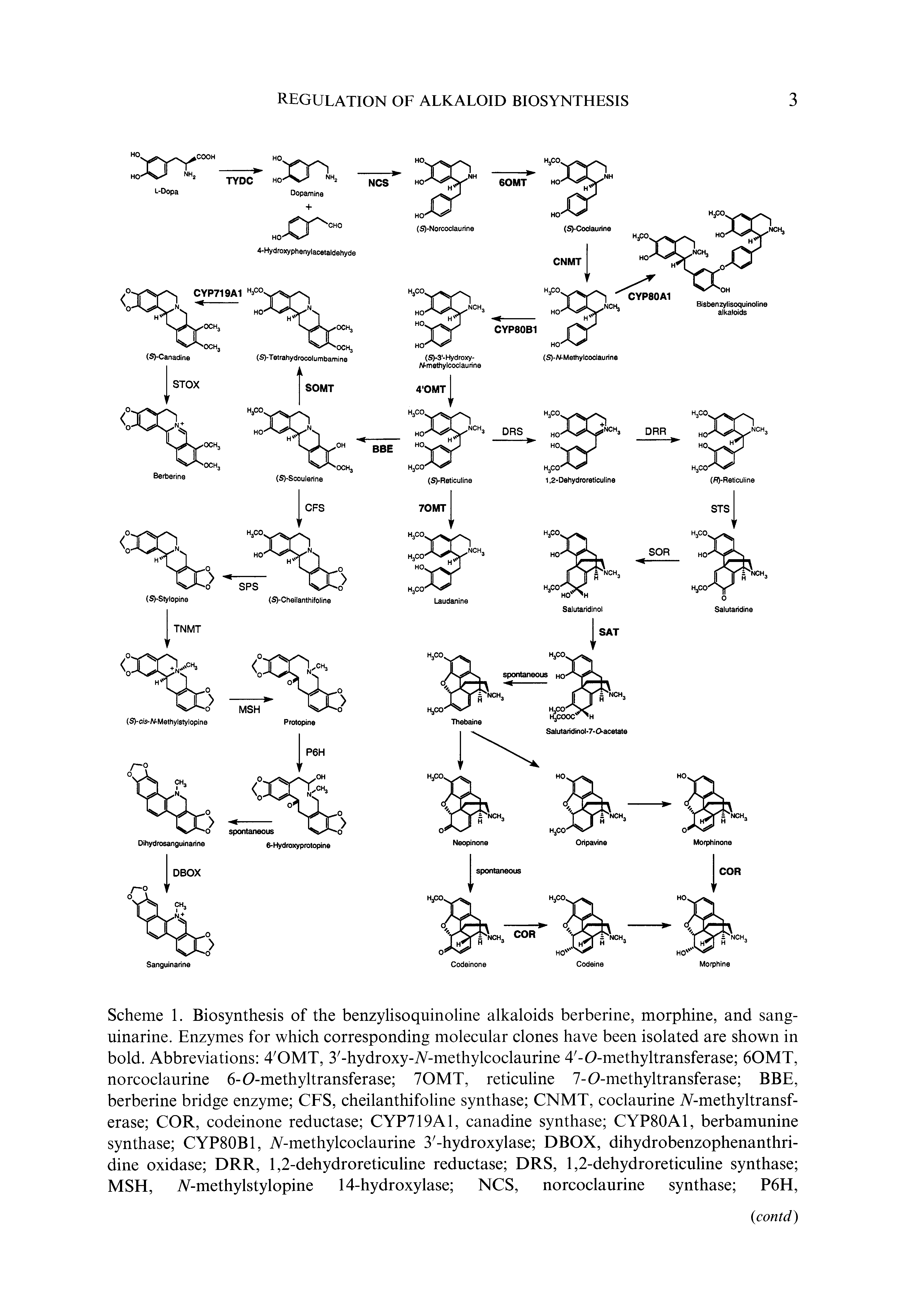 Scheme 1. Biosynthesis of the benzylisoquinoline alkaloids berberine, morphine, and sang-uinarine. Enzymes for which corresponding molecular clones have been isolated are shown in bold. Abbreviations 4 OMT, 3 -hydroxy-A-methylcoclaurine 4 -0-methyltransferase 60MT, norcoclaurine 6-0-methyltransferase 70MT, reticuline 7-0-methyltransferase BBE, berberine bridge enzyme CFS, cheilanthifoline synthase CNMT, coclaurine A-methyltransf-erase COR, codeinone reductase CYP719A1, canadine synthase CYP80A1, berbamunine synthase CYP80B1, A-methylcoclaurine 3 -hydroxylase DBOX, dihydrobenzophenanthri-dine oxidase DRR, 1,2-dehydroreticuline reductase DRS, 1,2-dehydro reticuline synthase MSH, A-methylstylopine 14-hydroxylase NCS, norcoclaurine synthase P6H,...