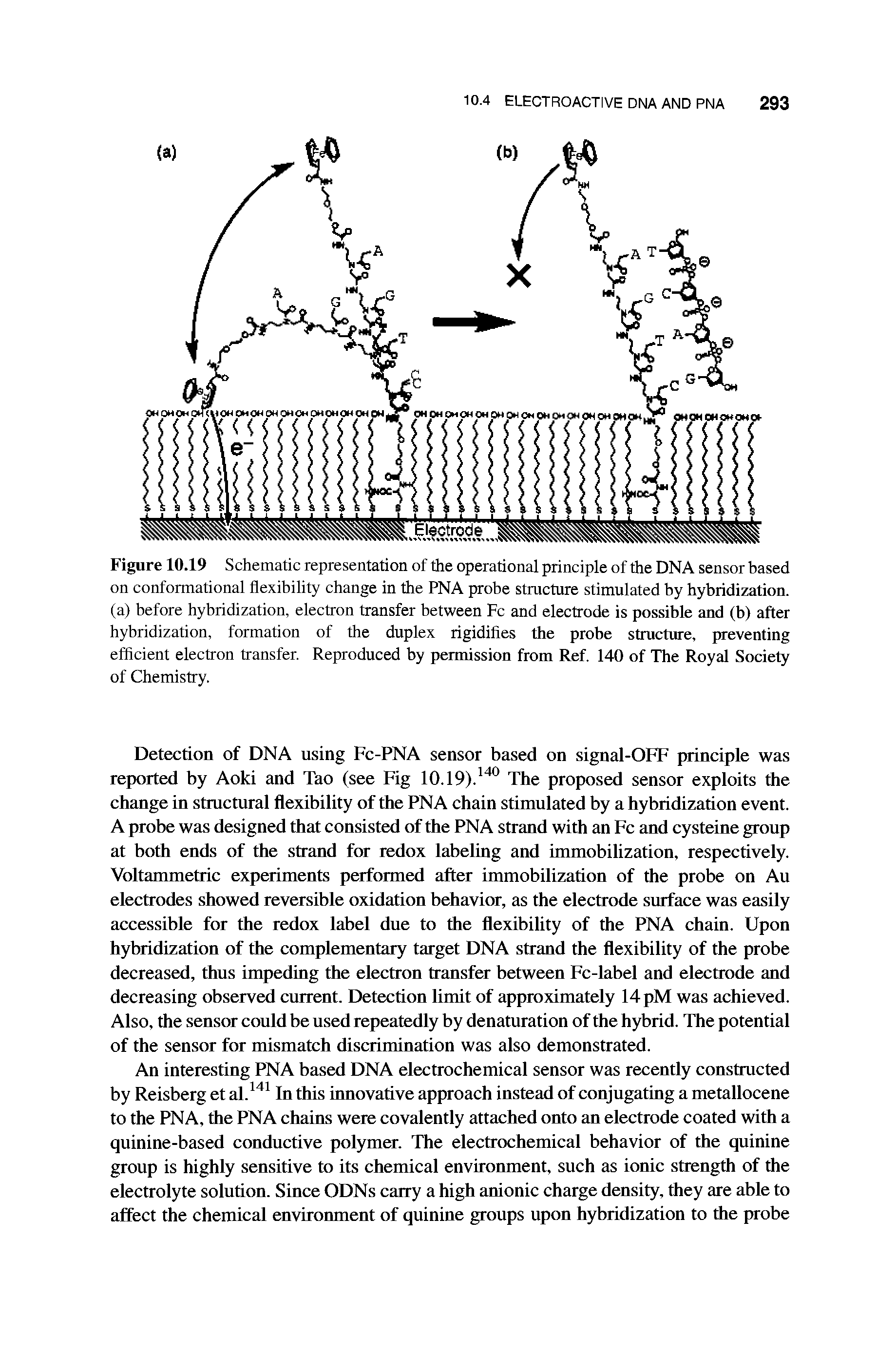 Figure 10.19 Schematic representation of the operational principle of the DNA sensor based on conformational flexibility change in the PNA probe structure stimulated by hybridization, (a) before hybridization, electron transfer between Fc and electrode is possible and (b) after hybridization, formation of the duplex rigidifies the probe structure, preventing efficient electron transfer. Reproduced by permission from Ref. 140 of The Royal Society of Chemistry.