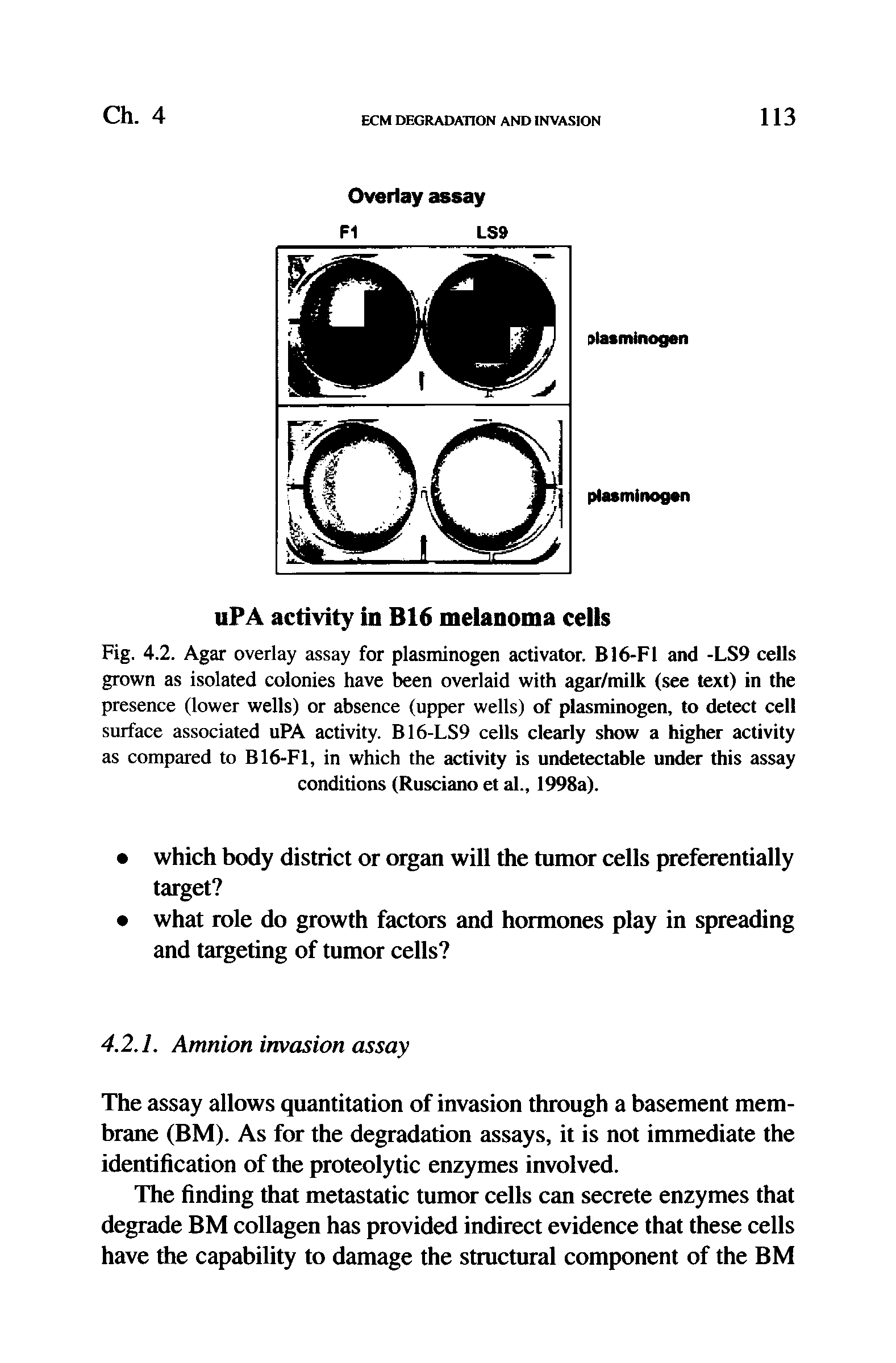 Fig. 4.2. Agar overlay assay for plastninogen activator. B16-F1 and -LS9 cells grown as isolated colonies have been overlaid with agar/milk (see text) in the presence (lower wells) or absence (upper wells) of plasminogen, to detect celt surface associated uPA activity. B16-LS9 cells clearly show a higher activity as compared to B16-F1, in which the activity is undetectable under this assay conditions (Rusciano et al., 1998a).