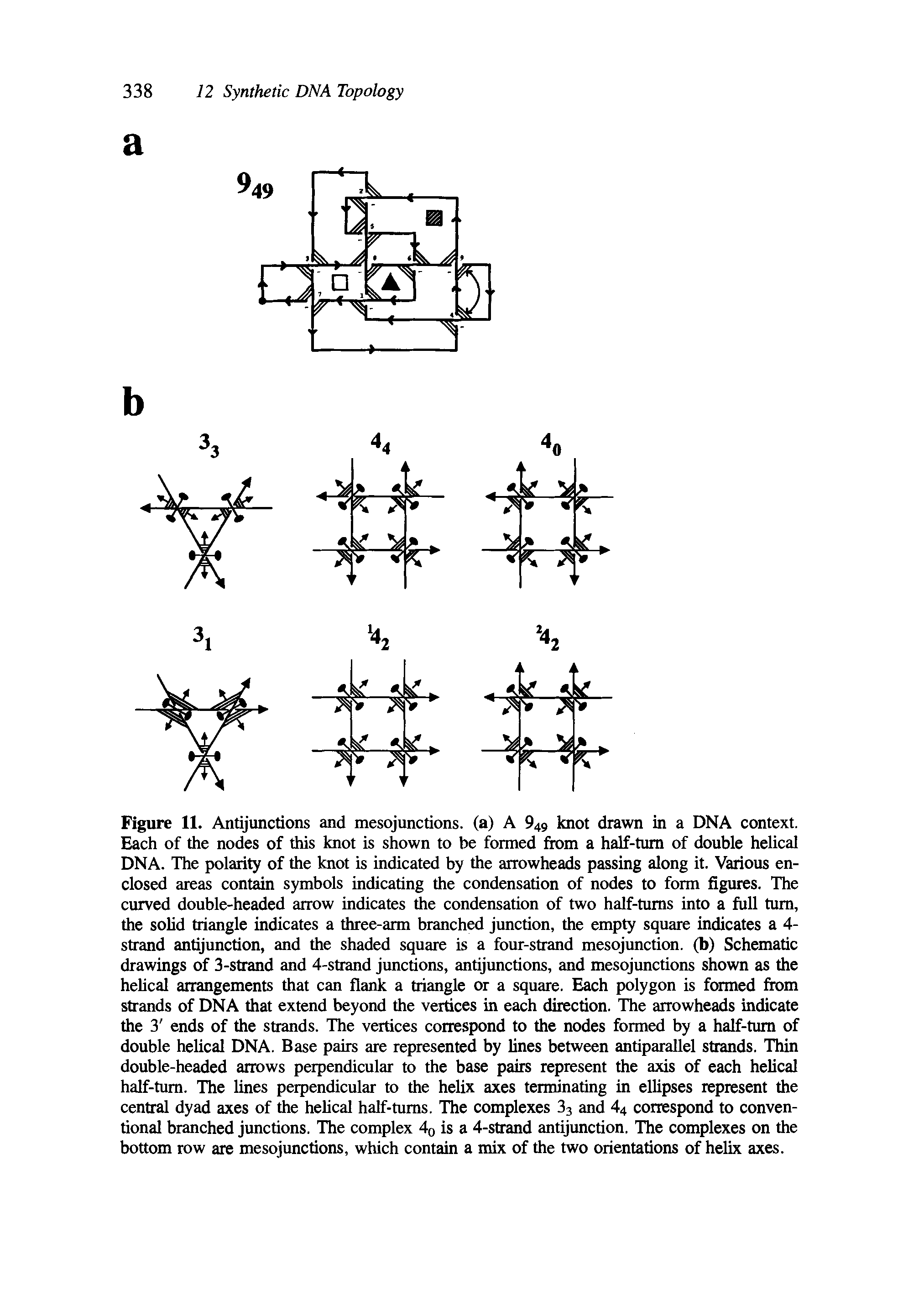 Figure 11. Antijunctions and mesojunctions. (a) A 949 knot drawn in a DNA context. Each of the nodes of this knot is shown to be formed from a half-turn of double helical DNA. The polarity of the knot is indicated by the arrowheads passing along it. Various enclosed areas contain symbols indicating the condensation of nodes to form figures. The curved double-headed arrow indicates the condensation of two half-turns into a full turn, the solid triangle indicates a three-arm branched junction, the empty square indicates a 4-strand antijunction, and the shaded square is a four-strand mesojunction. (b) Schematic drawings of 3-strand and 4-strand junctions, antijunctions, and mesojunctions shown as the helical arrangements that can flank a triangle or a square. Each polygon is formed from strands of DNA that extend beyond the vertices in each direction. The arrowheads indicate the 3 ends of the strands. The vertices correspond to the nodes formed by a half-turn of double helical DNA. Base pairs are represented by lines between antiparallel strands. Thin double-headed arrows perpendicular to the base pairs represent the axis of each helical half-turn. The lines perpendicular to the helix axes terminating in ellipses represent the central dyad axes of the helical half-turns. The complexes 33 and 44 correspond to conventional branched junctions. The complex 40 is a 4-strand antijunction. The complexes on the bottom row are mesojunctions, which contain a mix of the two orientations of helix axes.