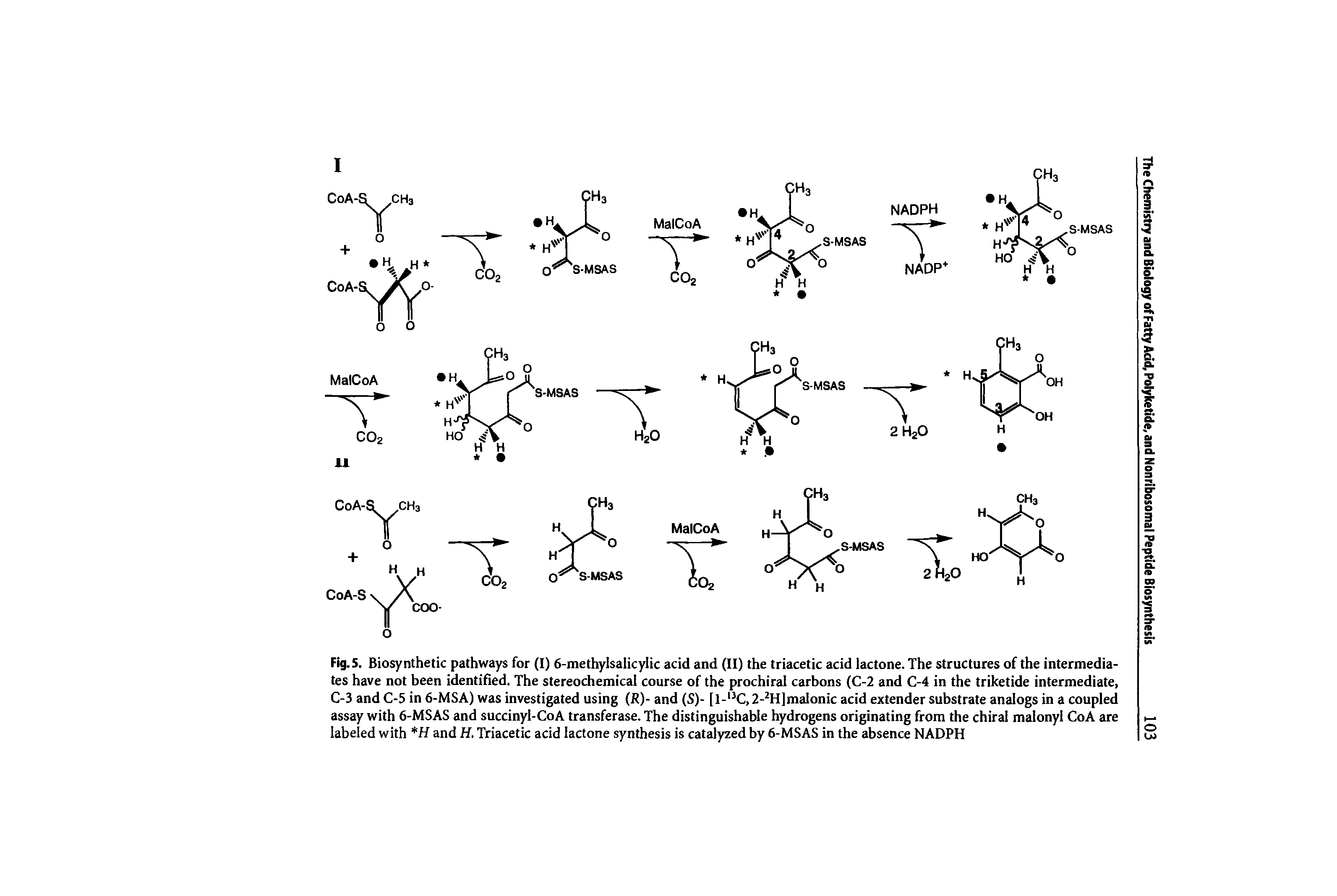 Fig. 5. Biosynthetic pathways for (I) 6-methylsalicylic acid and (II) the triacetic acid lactone. The structures of the intermediates have not been identified. The stereochemical course of the prochiral carbons (C-2 and C-4 in the triketide intermediate, C-3 and C-5 in 6-MSA) was investigated using R)- and (S)- [l- C,2- H]malonic acid extender substrate analogs in a coupled assay with 6-MSAS and succinyl-CoA transferase. The distinguishable hydrogens originating from the chiral malonyl CoA are labeled with H and H. Triacetic acid lactone synthesis is catalyzed by 6-MSAS in the absence NADPH...