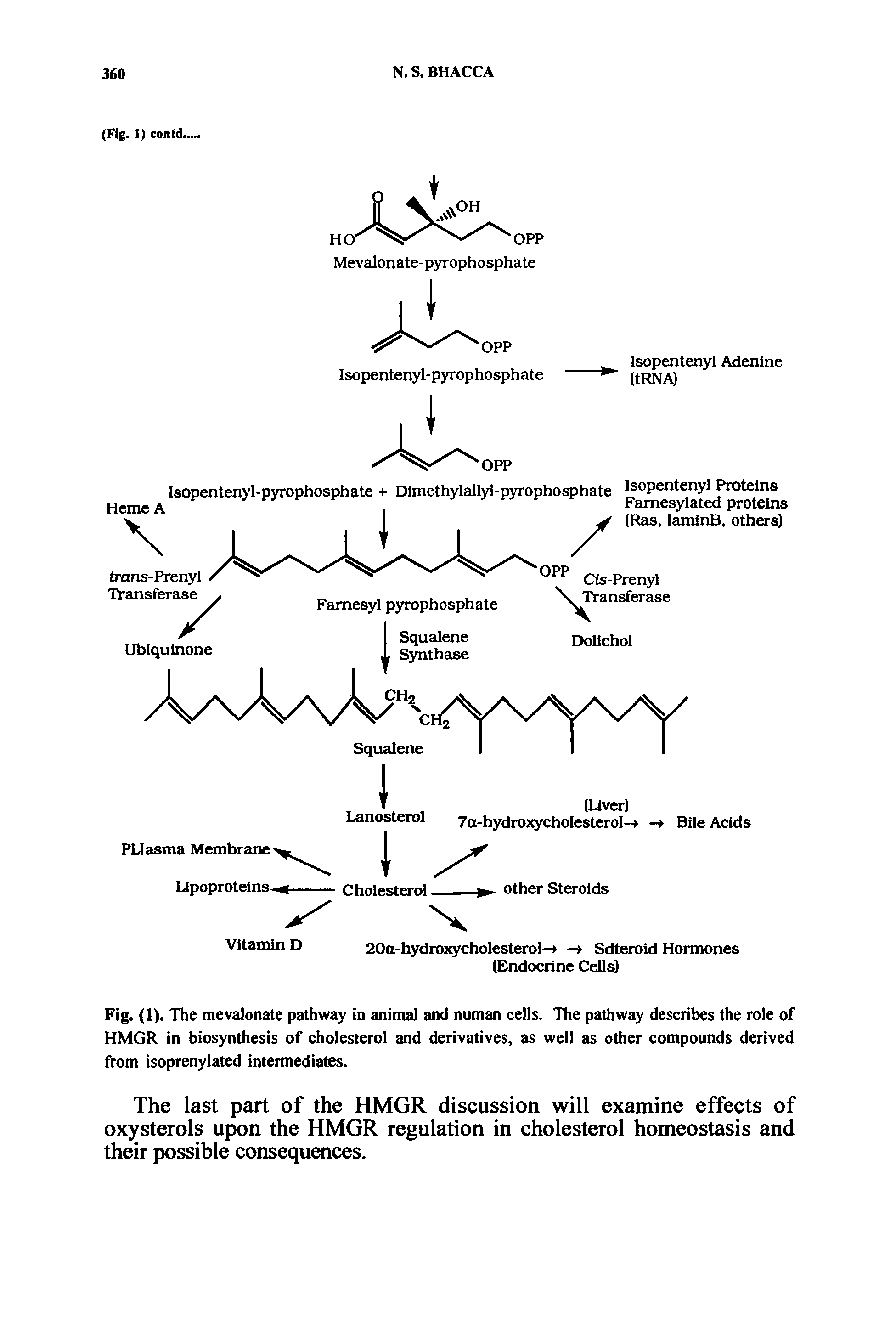 Fig. (1). The mevalonate pathway in animal and numan cells. The pathway describes the role of HMGR in biosynthesis of cholesterol and derivatives, as well as other compounds derived from isoprenylated intermediates.
