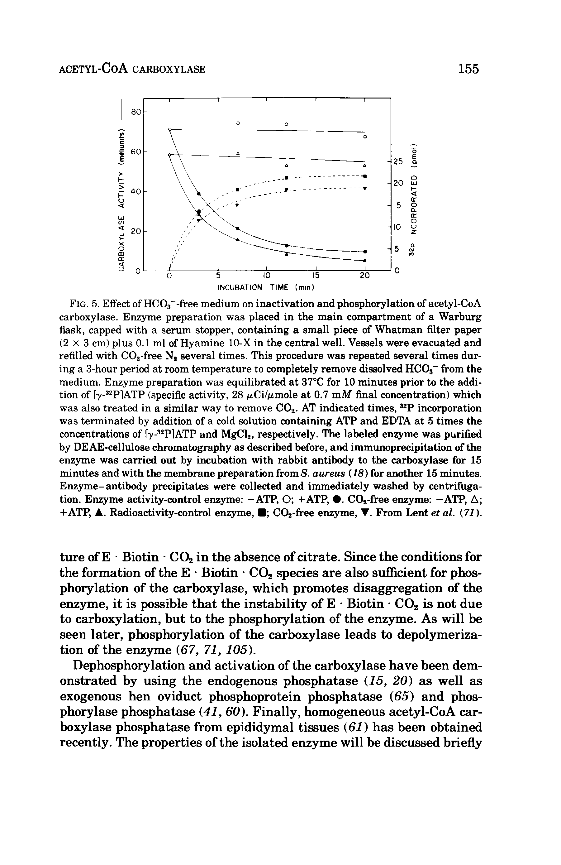 Fig. 5. Effect of HCOj -free medium on inactivation and phosphorylation of acetyl-CoA carboxylase. Enzyme preparation was placed in the main compartment of a Warburg flask, capped with a serum stopper, containing a small piece of Whatman filter paper (2x3 cm) plus 0.1 ml of Hyamine 10-X in the central well. Vessels were evacuated and refilled with COj-free Nj several times. This procedure was repeated several times during a 3-hour period at room temperature to completely remove dissolved HCOs firom the medium. Enzjmie preparation was equilibrated at 37°C for 10 minutes prior to the addition of [y- PlATP (specific activity, 28 iiCi/iimole at 0.7 miW final concentration) which was also treated in a similar way to remove COi. AT indicated times, P incorporation was terminated by addition of a cold solution containing ATP and EDTA at 5 times the concentrations of [y- PlATP and MgCl2, respectively. The labeled en me was purified by DE AE-cellulose chromatography as described before, and immunoprecipitation of the enzyme was carried out by incubation with rabbit antibody to the carboxylase for 15 minutes and with the membrane preparation fromS. aureus (18) for another 15 minutes. Enzyme-antibody precipitates were collected and immediately washed by centrifugation. Enzyme activity-control enzyme -ATP, O +ATP, . COj-free enzyme —ATP, A -H ATP, . Radioactivily-control enzyme, C02-free enzyme, . From Lent et al. (71).