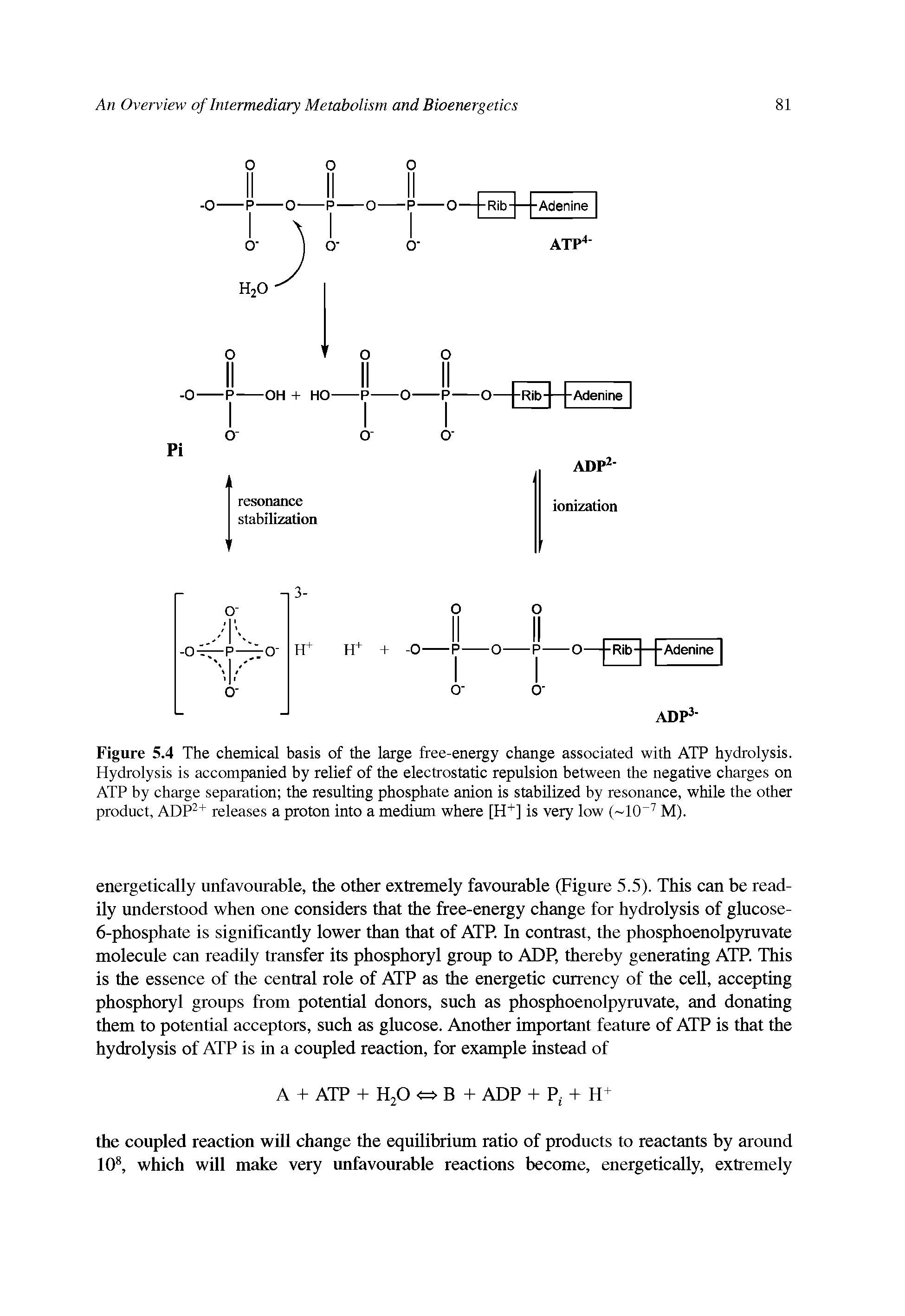 Figure 5.4 The chemical basis of the large free-energy change associated with ATP hydrolysis. Hydrolysis is accompanied by relief of the electrostatic repulsion between the negative charges on ATP by charge separation the resulting phosphate anion is stabilized by resonance, while the other product, ADP2+ releases a proton into a medium where [H+] is very low ( 10 7 M).