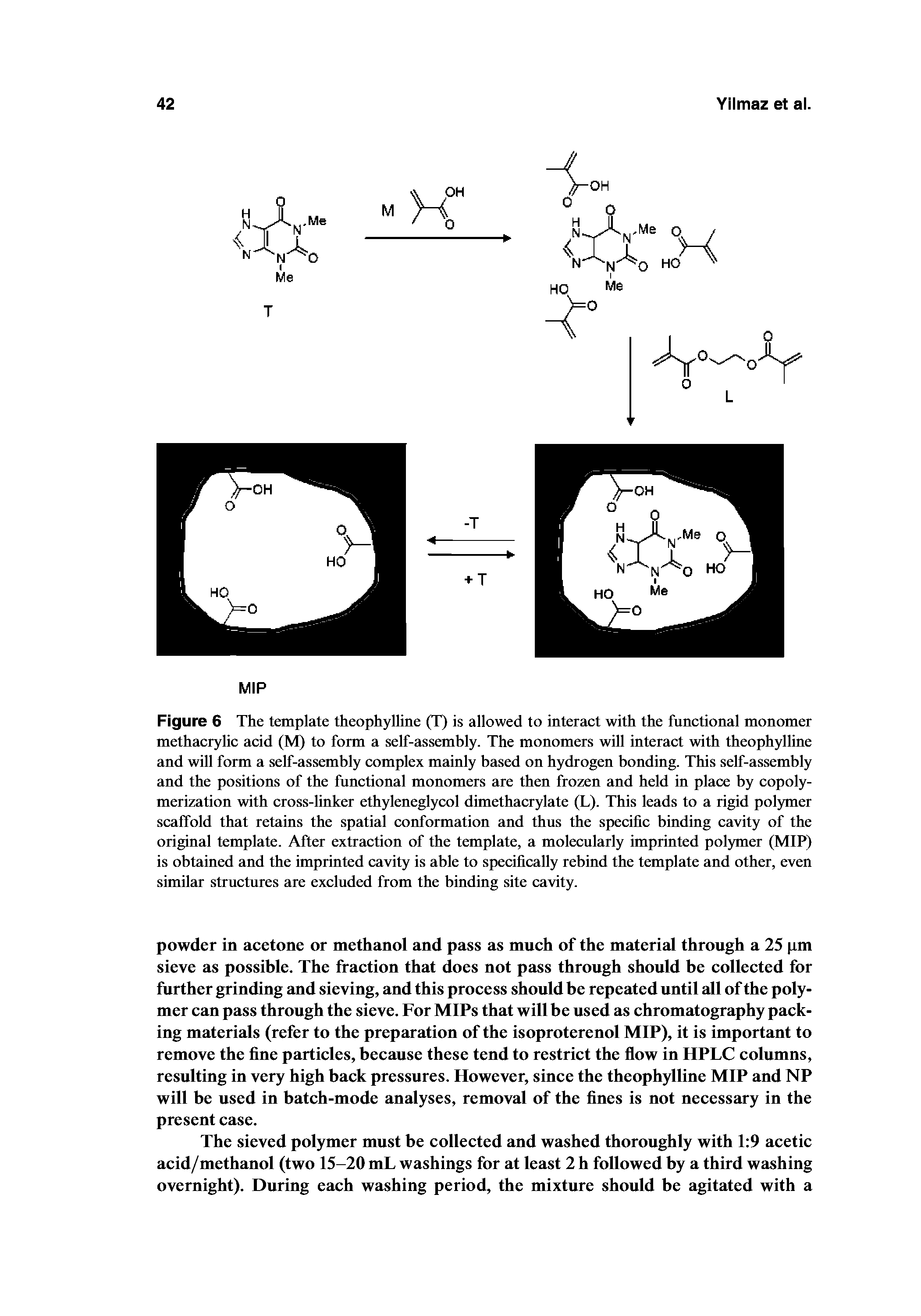 Figure 6 The template theophylline (T) is allowed to interact with the functional monomer methacrylic acid (M) to form a self-assembly. The monomers will interact with theophylline and will form a self-assembly complex mainly based on hydrogen bonding. This self-assembly and the positions of the functional monomers are then frozen and held in place by copolymerization with cross-linker ethyleneglycol dimethacrylate (L). This leads to a rigid polymer scaffold that retains the spatial conformation and thus the specific binding cavity of the original template. After extraction of the template, a molecularly imprinted polymer (MIP) is obtained and the imprinted cavity is able to specifically rebind the template and other, even similar structures are excluded from the binding site cavity.