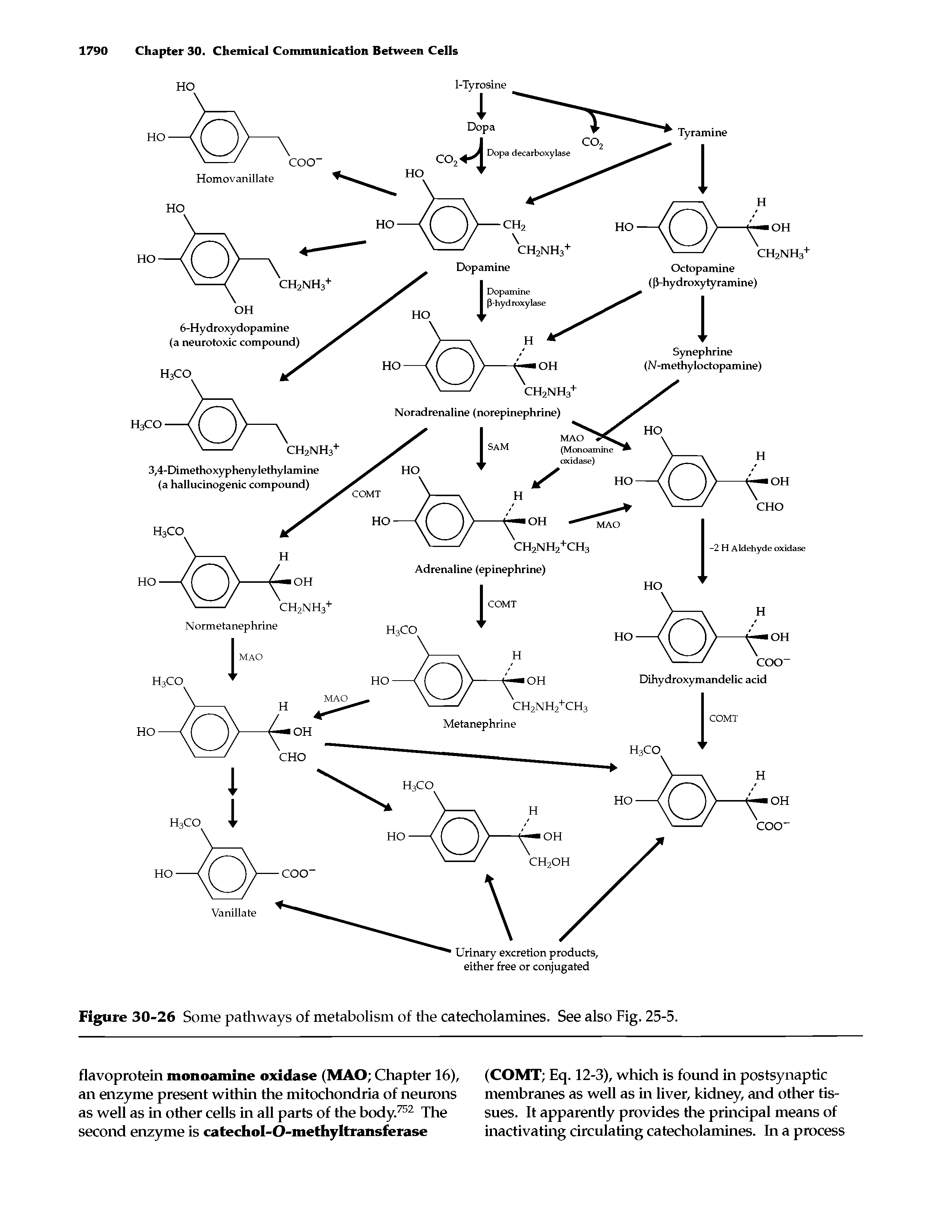 Figure 30-26 Some pathways of metabolism of the catecholamines. See also Fig. 25-5.