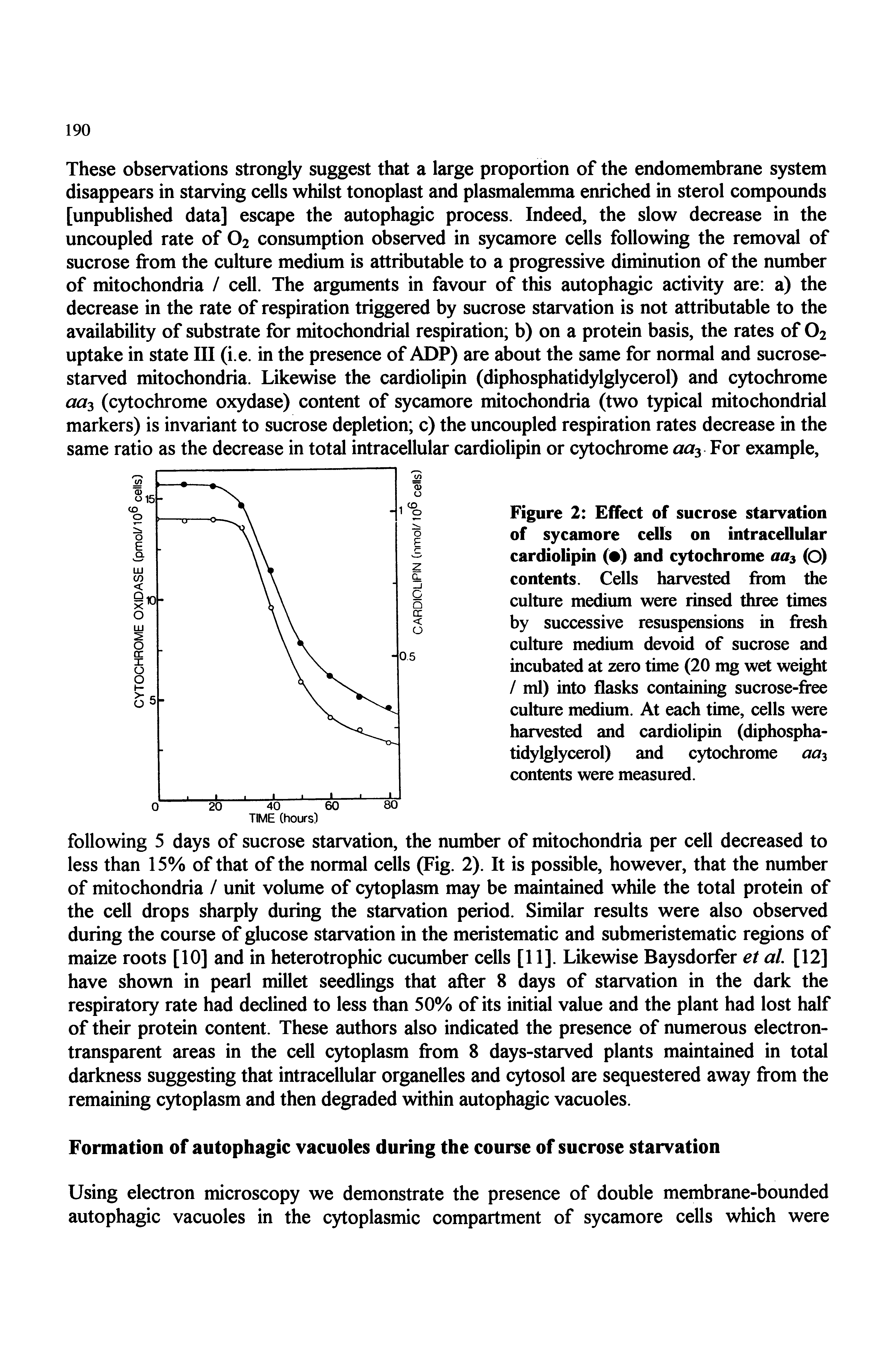Figure 2 Effect of sucrose starvation of sycamore cells on intracellular cardiolipin ( ) and cytochrome aa (O) contents. Cells harvested from the culture medium were rinsed three times by successive resuspensions in fresh culture medium devoid of sucrose and incubated at zero time (20 mg wet weight / ml) into flasks containing sucrose-free culture medium. At each time, cells were harvested and cardiolipin (diphosphatidylglycerol) and cytochrome aa contents were measured.