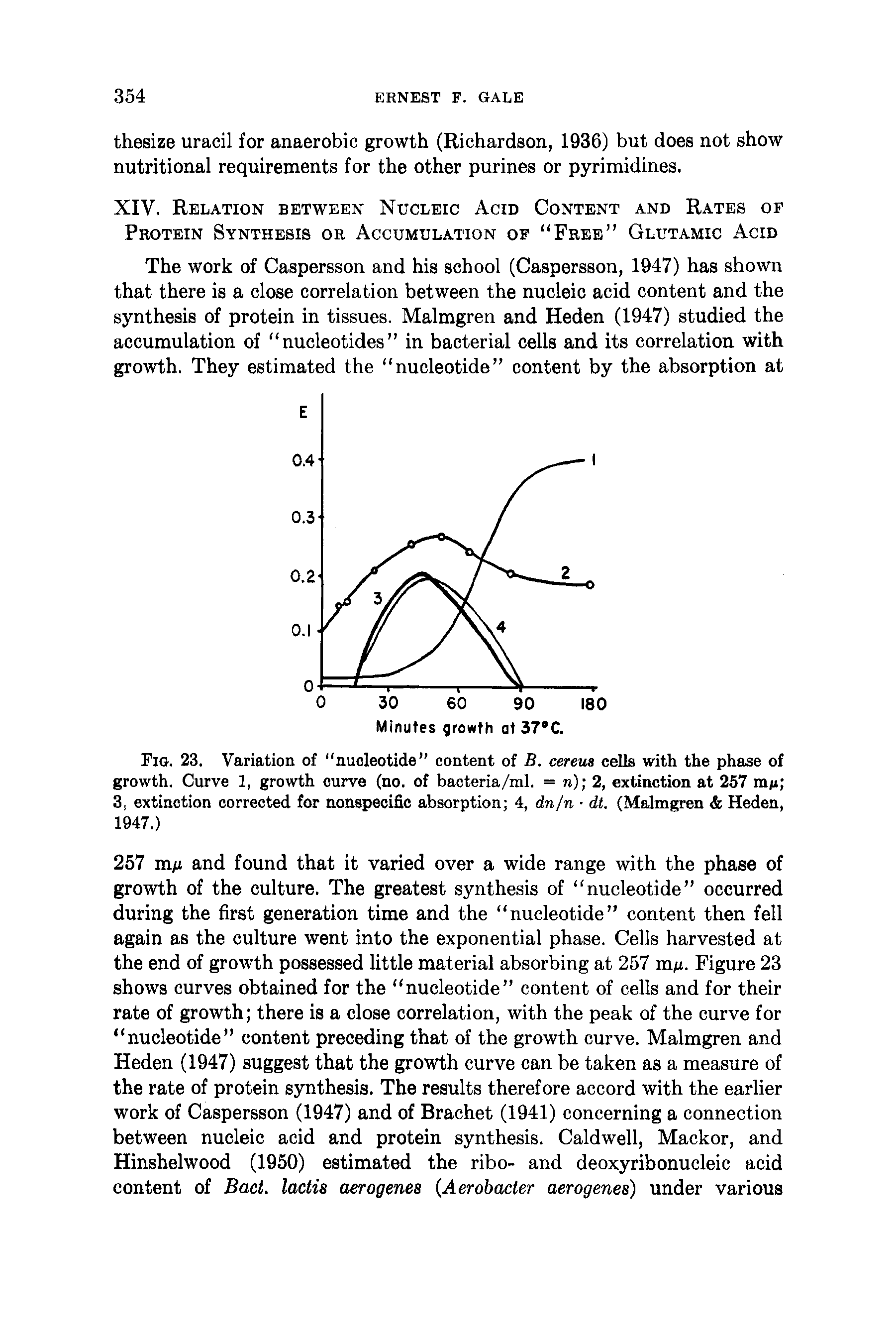 Fig. 23. Variation of nucleotide content of B. cereua cells with the phase of growth. Curve 1, growth curve (no. of bacteria/ml. = n) 2, extinction at 257 ma 3, extinction corrected for nonspecific absorption 4, dn/n dt. (Malmgren Heden, 1947.)...