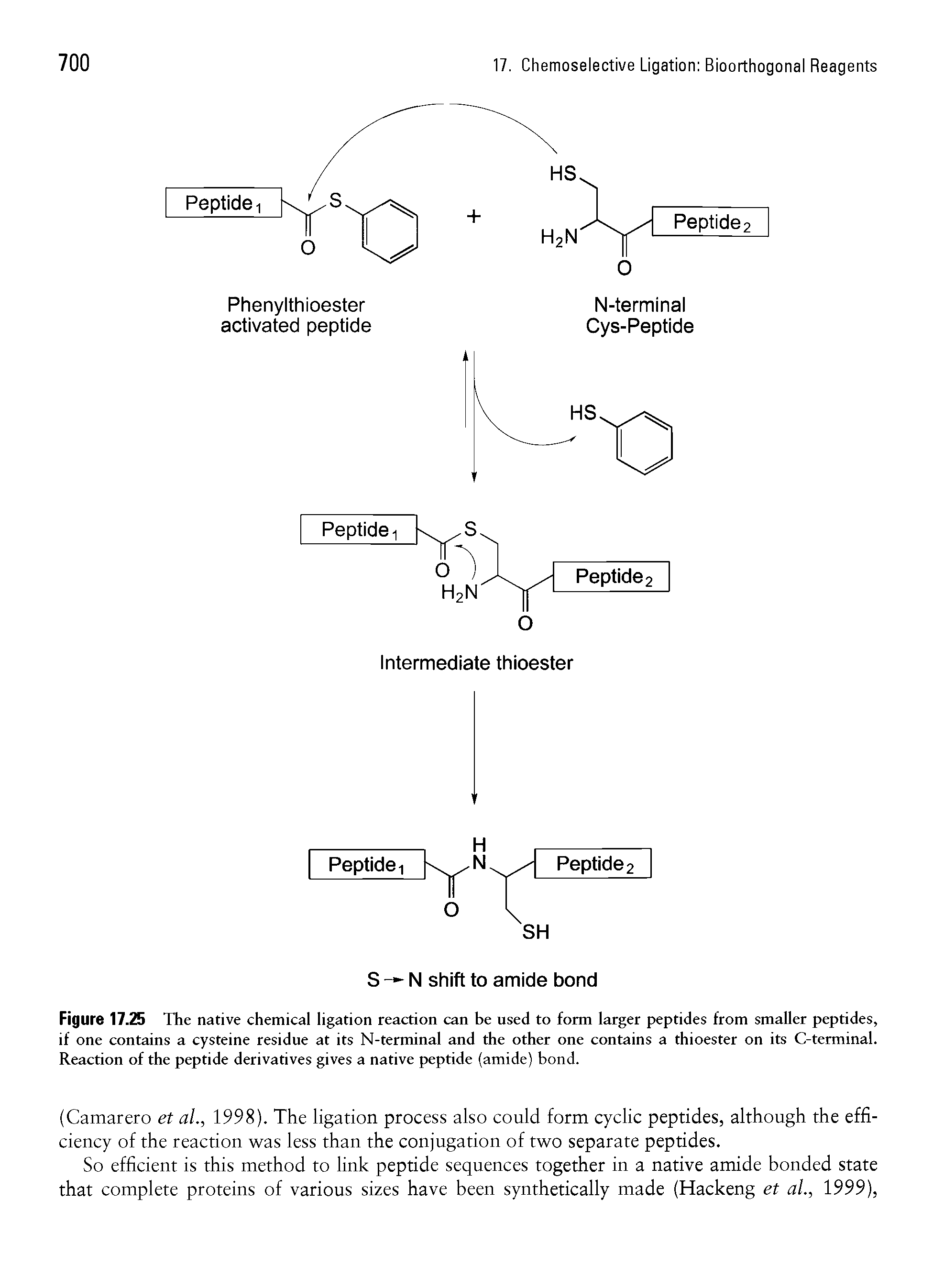Figure 17.25 The native chemical ligation reaction can be used to form larger peptides from smaller peptides, if one contains a cysteine residue at its N-terminal and the other one contains a thioester on its C-terminal. Reaction of the peptide derivatives gives a native peptide (amide) bond.