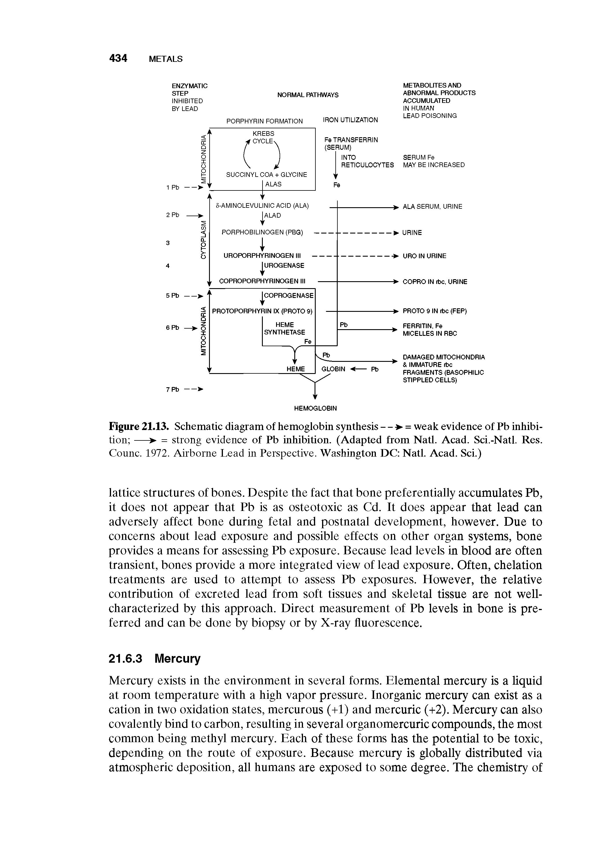 Figure 21.13. Schematic diagram of hemoglobin synthesis - - > = weak evidence of Pb inhibition —> = strong evidence of Pb inhibition. (Adapted from Natl. Acad. Sci.-Natl. Res. Counc. 1972. Airborne Lead in Perspective. Washington DC Natl. Acad. Sci.)...