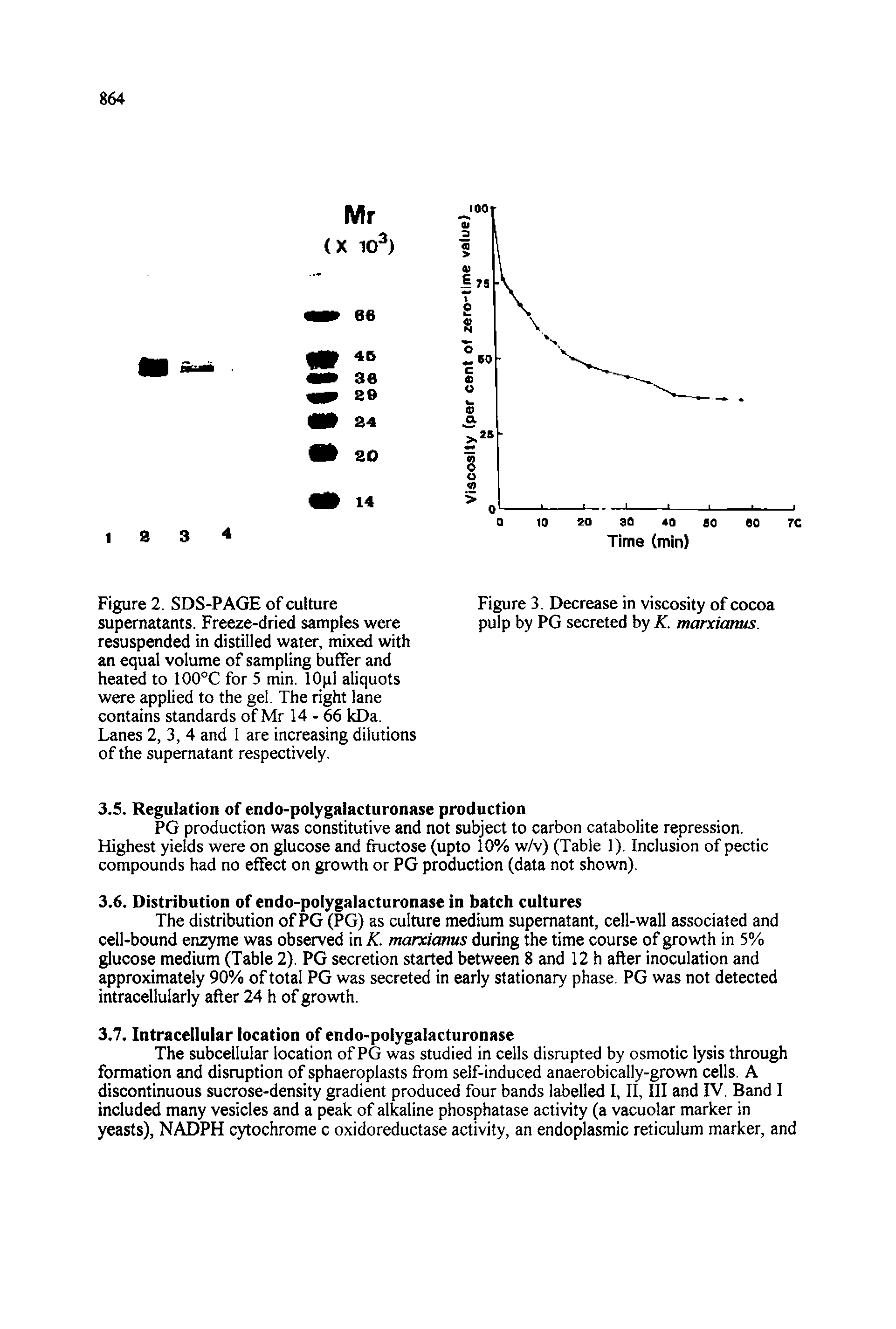 Figure 2. SDS-PAGE of culture supernatants. Freeze-dried samples were resuspended in distilled water, mixed with an equal volume of sampling buffer and heated to 100°C for 5 min. lOpl aliquots were applied to the gel. The right lane contains standards of Mr 14-66 kDa. Lanes 2, 3, 4 and 1 are increasing dilutions of the supernatant respectively.