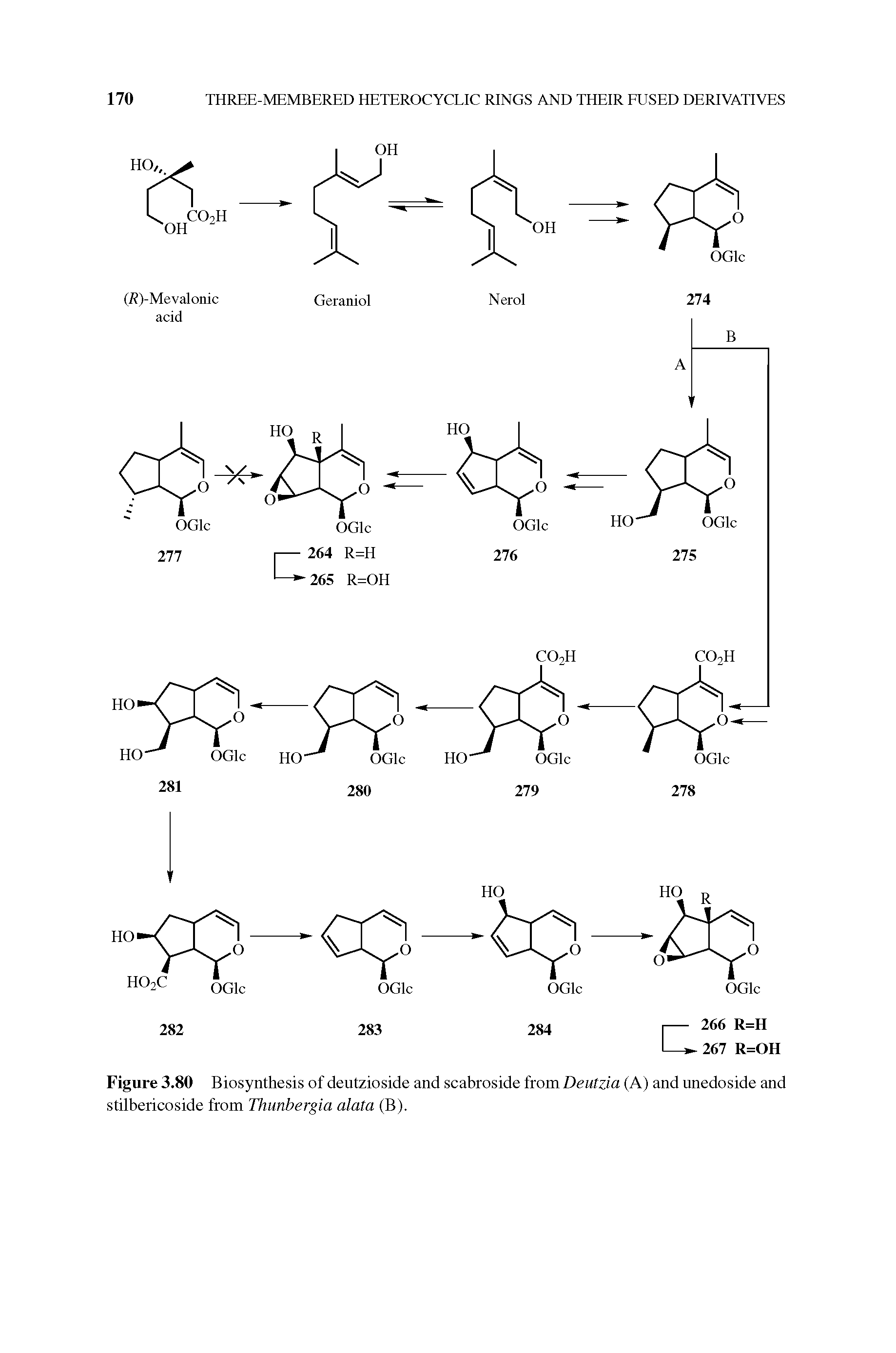 Figure 3.80 Biosynthesis of deutzioside and scabroside from Deutzia (A) and unedoside and stilbericoside from Thunbergia alata (B).