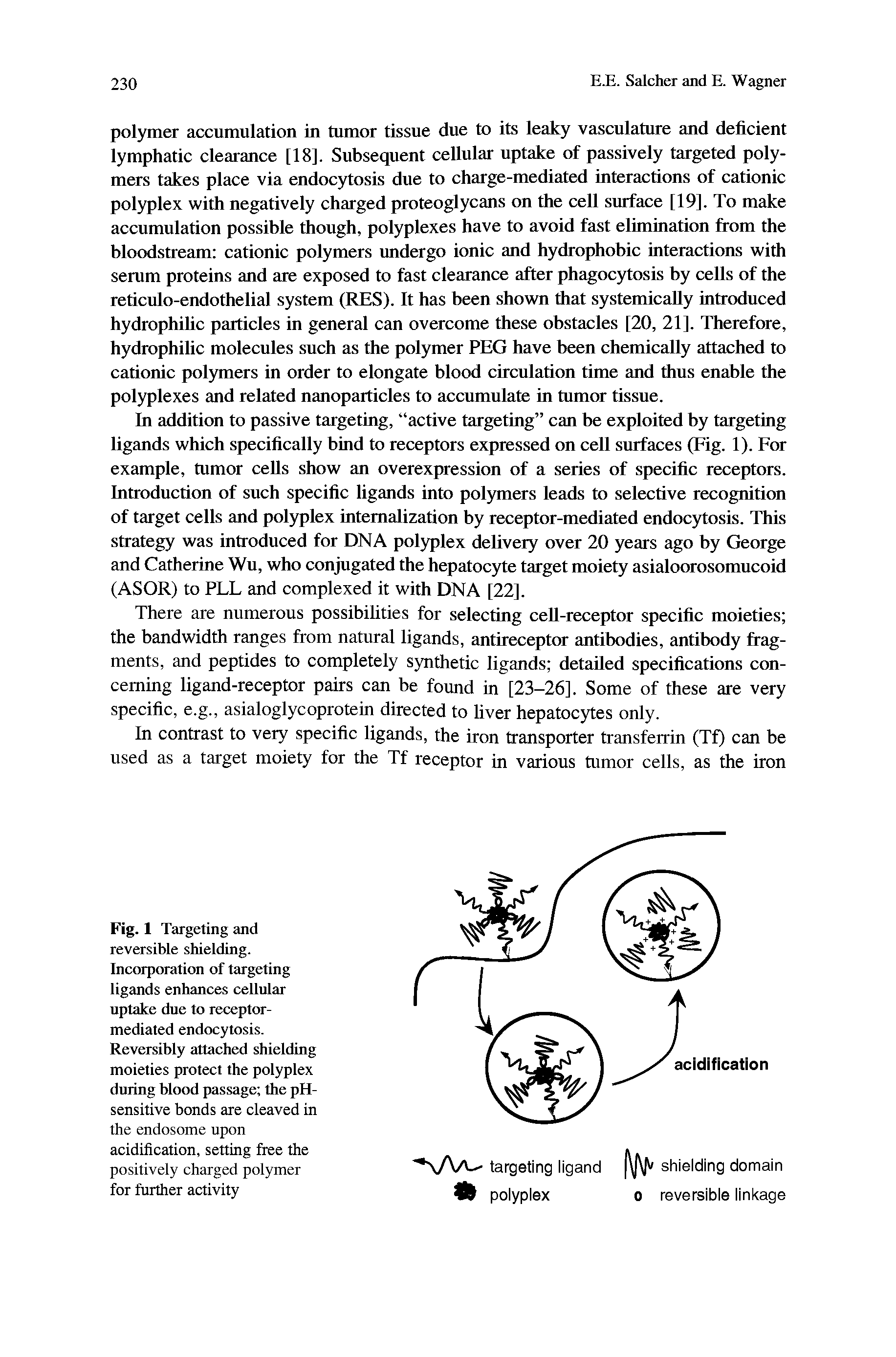 Fig. 1 Targeting and reversible shielding. Incorporation of targeting ligands enhances cellular uptake due to receptor-mediated endocytosis. Reversibly attached shielding moieties protect the polyplex during blood passage the pH-sensitive bonds are cleaved in the endosome upon acidification, setting free the positively charged polymer for further activity...