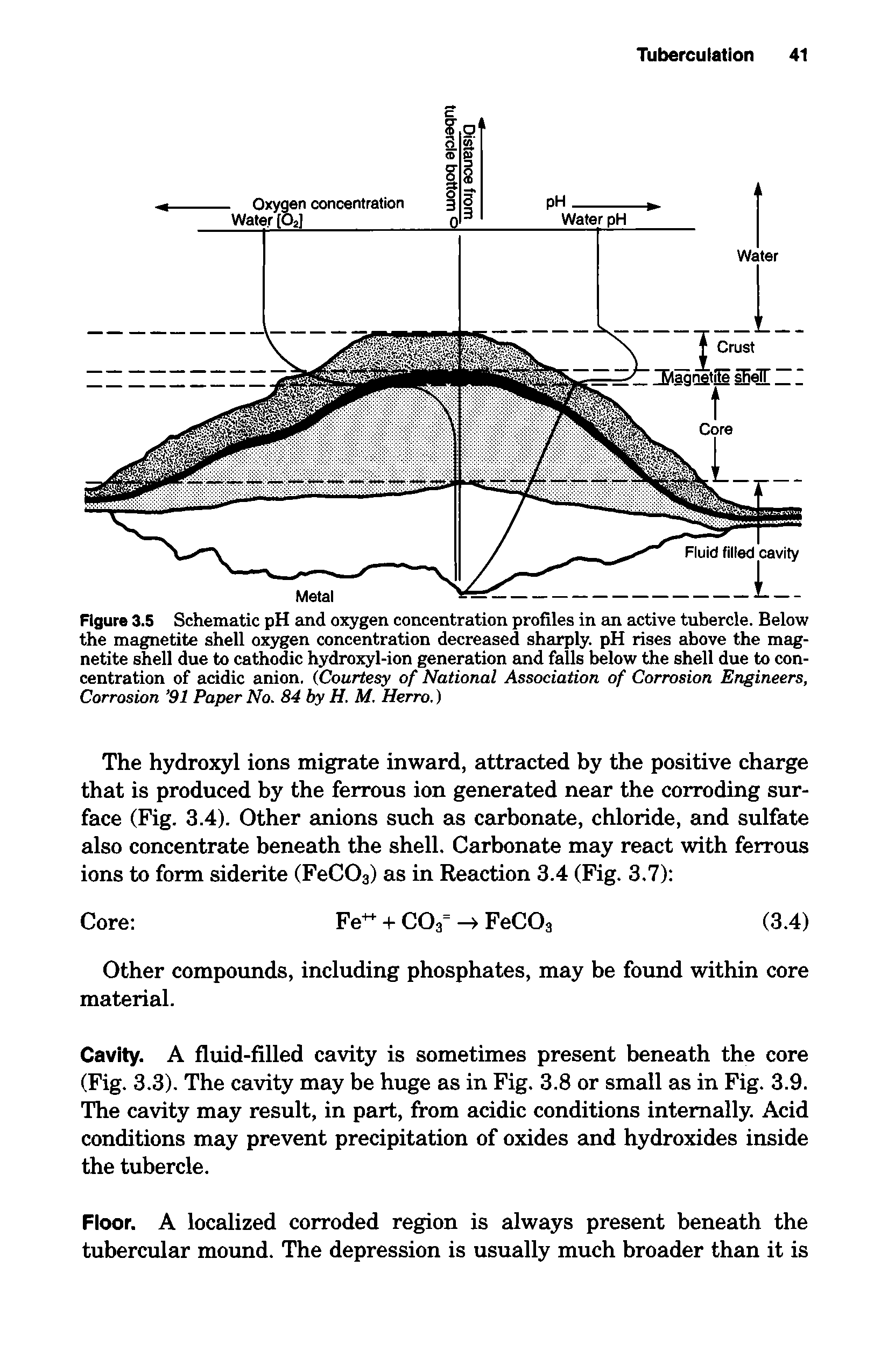 Figure 3.5 Schematic pH eind oxygen concentration profiles in an active tubercle. Below the magnetite shell oxygen concentration decreased sharply. pH rises above the magnetite shell due to cathodic hydroxyl-ion generation emd falls below the shell due to concentration of acidic anion, (Courtesy of National Association of Corrosion Engineers, Corrosion 91 Paper No. 84 by H. M. Herro.)...