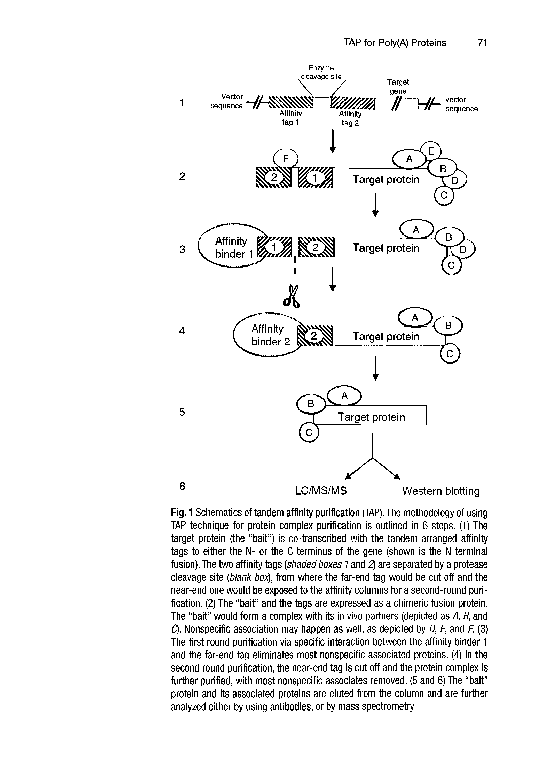 Fig. 1 Schematics of tandem affinity purification (TAP). The methodology of using TAP technique for protein complex purification is outlined in 6 steps. (1) The target protein (the bait ) is co-transcribed with the tandem-arranged affinity tags to either the N- or the C-terminus of the gene (shown is the N-terminal fusion). The two affinity tags (shaded boxes 1 and 2j are separated by a protease cleavage site (blank bo)(j, from where the far-end tag would be cut off and the near-end one would be exposed to the affinity columns for a second-round purification. (2) The bait and the tags are expressed as a chimeric fusion protein. The bait would form a complex with its in vivo partners (depicted as A, B, and Q. Nonspecific association may happen as well, as depicted by D, E, and F. (3) The first round purification via specific interaction between the affinity binder 1 and the far-end tag eliminates most nonspecific associated proteins. (4) In the second round purification, the near-end tag is cut off and the protein complex is further purified, with most nonspecific associates removed. (5 and 6) The bait protein and its associated proteins are eluted from the column and are further analyzed either by using antibodies, or by mass spectrometry...