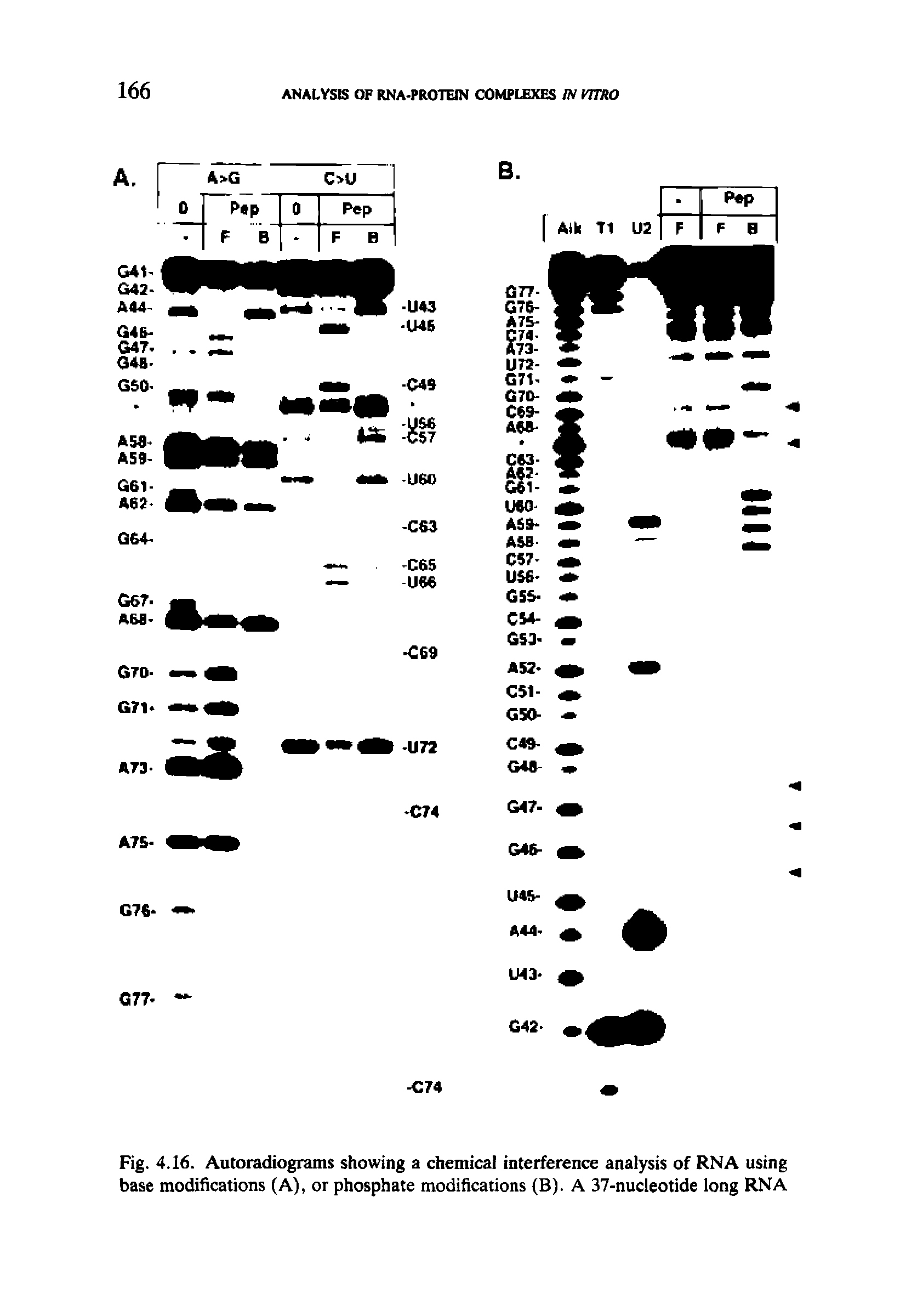 Fig. 4.16. Autoradiograms showing a chemical interference analysis of RNA using base modifications (A), or phosphate modifications (B). A 37-nucleotide long RNA...
