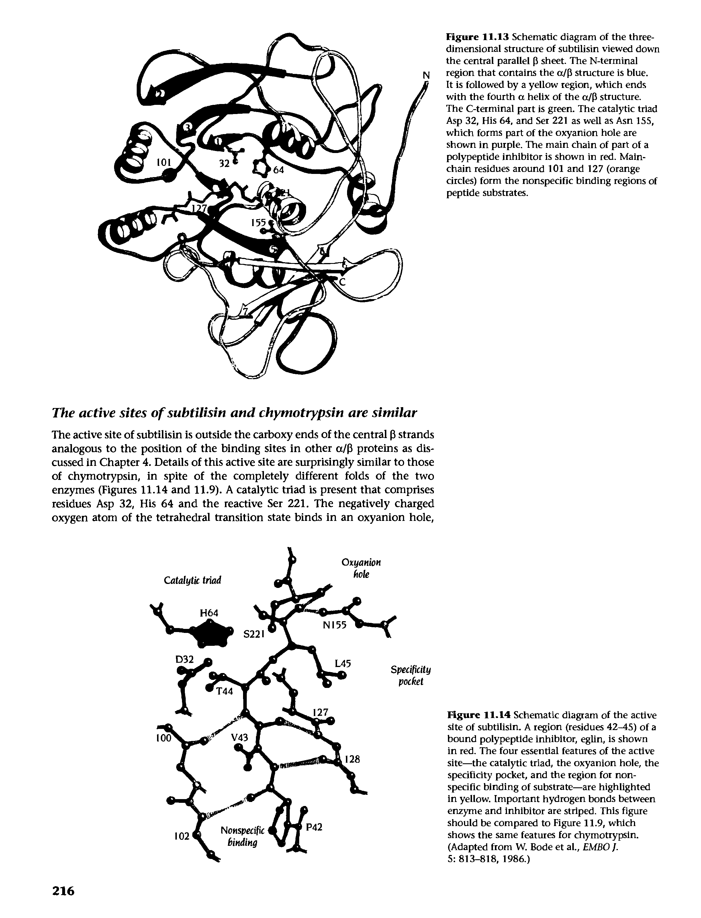 Figure 11.13 Schematic diagram of the three-dimensional structure of subtilisin viewed down the central parallel p sheet. The N-terminal region that contains the a/p stmcture is blue.