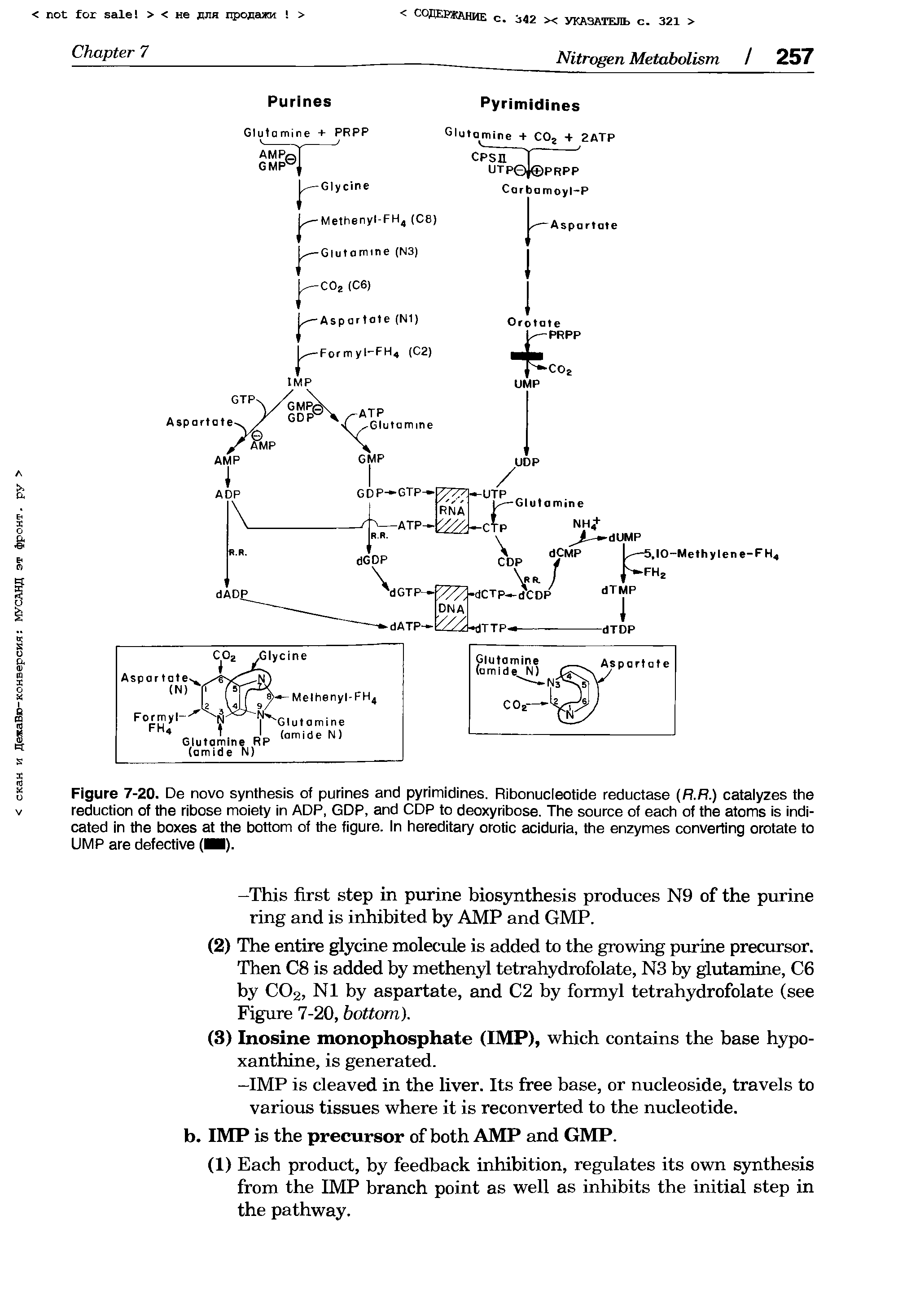 Figure 7-20. De novo synthesis of purines and pyrimidines. Ribonucleotide reductase (R.R.) catalyzes the reduction of the ribose moiety in ADP, GDP, and CDP to deoxyribose. The source of each of the atoms is indicated in the boxes at the bottom of the figure. In hereditary orotic aciduria, the enzymes converting orotate to UMP are defective ( ).