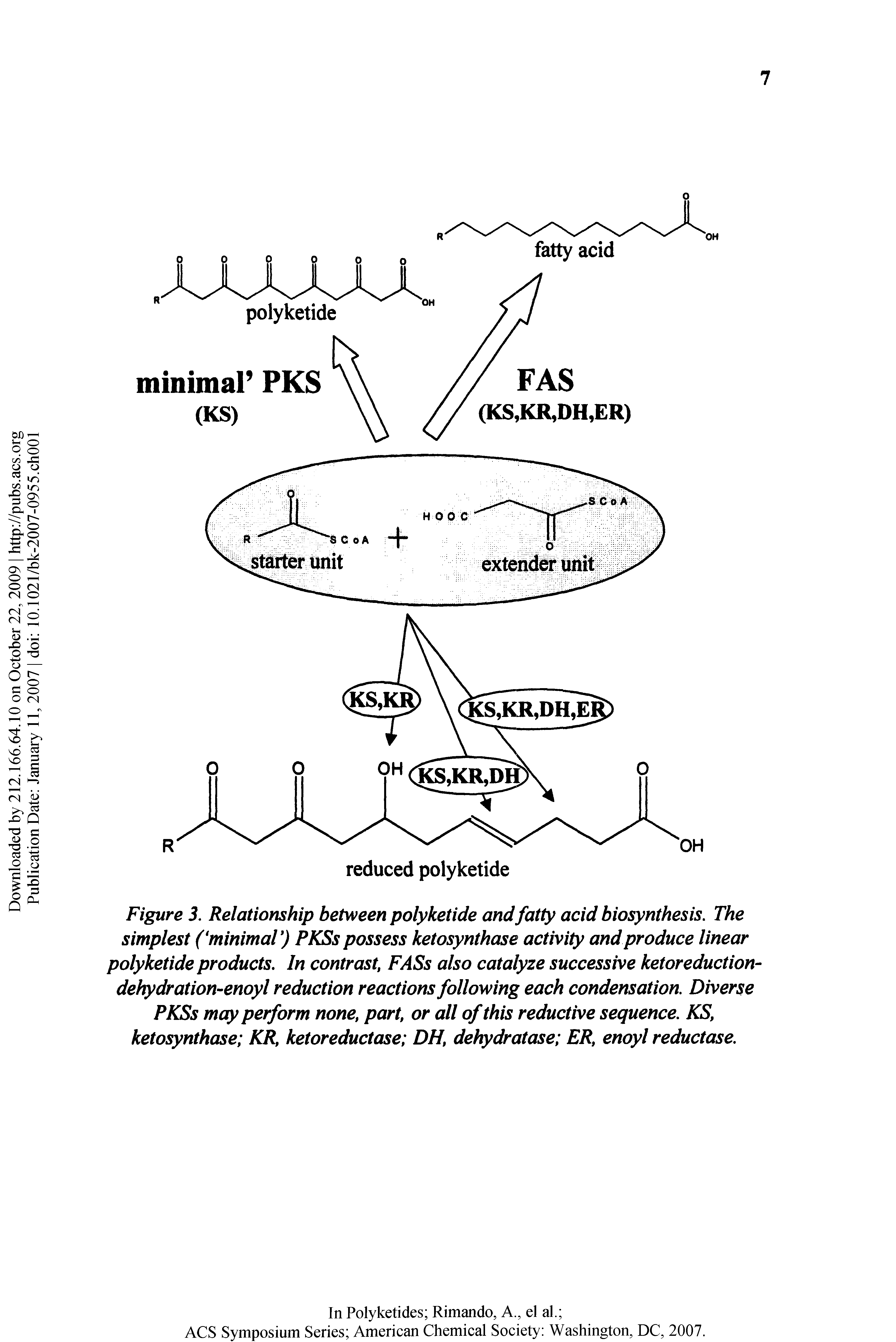 Figure 3. Relationship between polyketide and fatty acid biosynthesis. The simplest ( minimaV) PKSs possess ketosynthase activity and produce linear polyketide products. In contrast, FASs also catalyze successive ketoreduction-dehydration-enoyl reduction reactions following each condensation. Diverse PKSs may perform none, part, or all of this reductive sequence. KS, ketosynthase KR, ketoreductase DH, dehydratase ER, enoyl reductase.