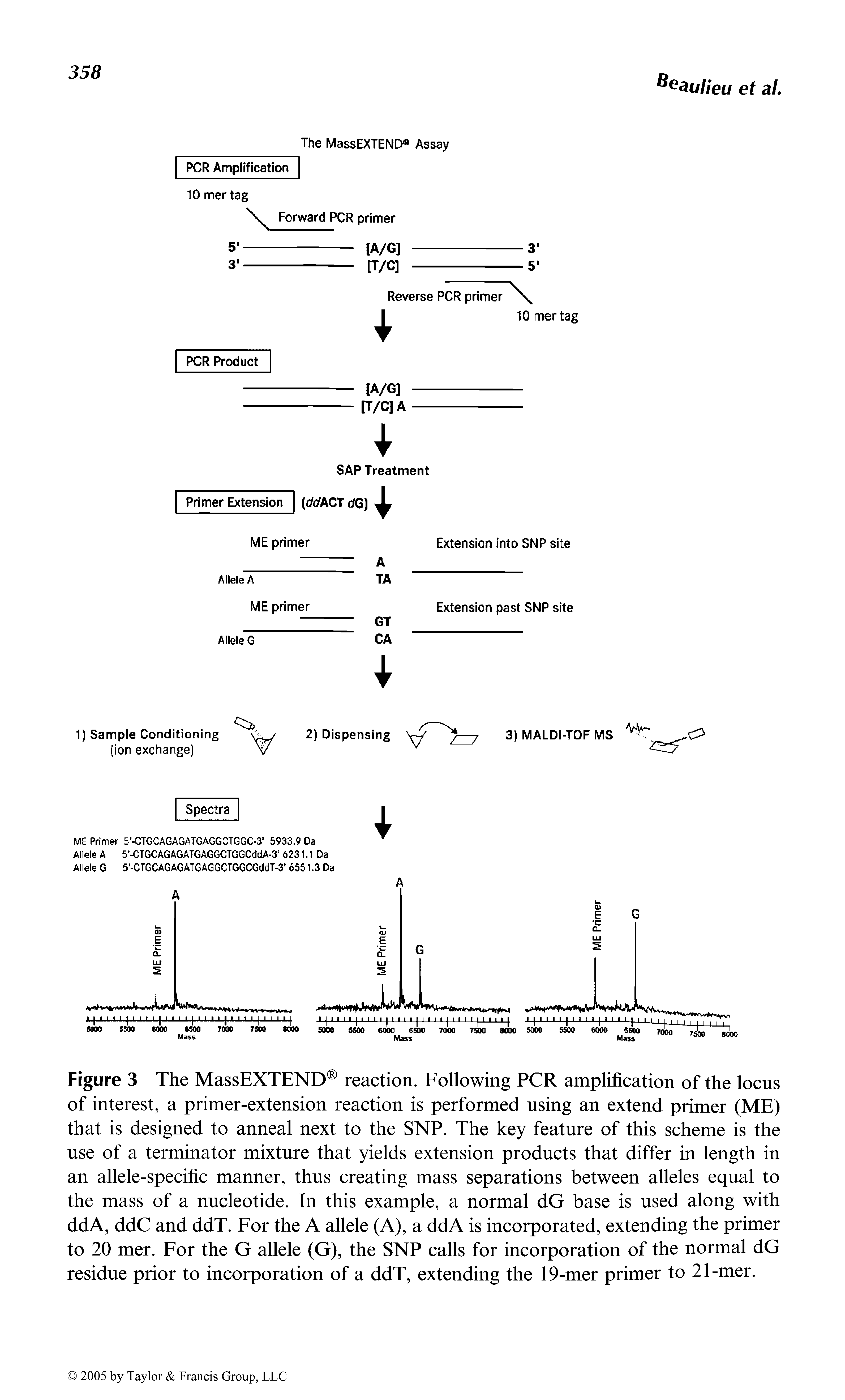 Figure 3 The MassEXTEND reaction. Following PCR amplification of the locus of interest, a primer-extension reaction is performed using an extend primer (ME) that is designed to anneal next to the SNP. The key feature of this scheme is the use of a terminator mixture that yields extension products that differ in length in an allele-specific manner, thus creating mass separations between alleles equal to the mass of a nucleotide. In this example, a normal dG base is used along with ddA, ddC and ddT. For the A allele (A), a ddA is incorporated, extending the primer to 20 mer. For the G allele (G), the SNP calls for incorporation of the normal dG residue prior to incorporation of a ddT, extending the 19-mer primer to 21-mer.