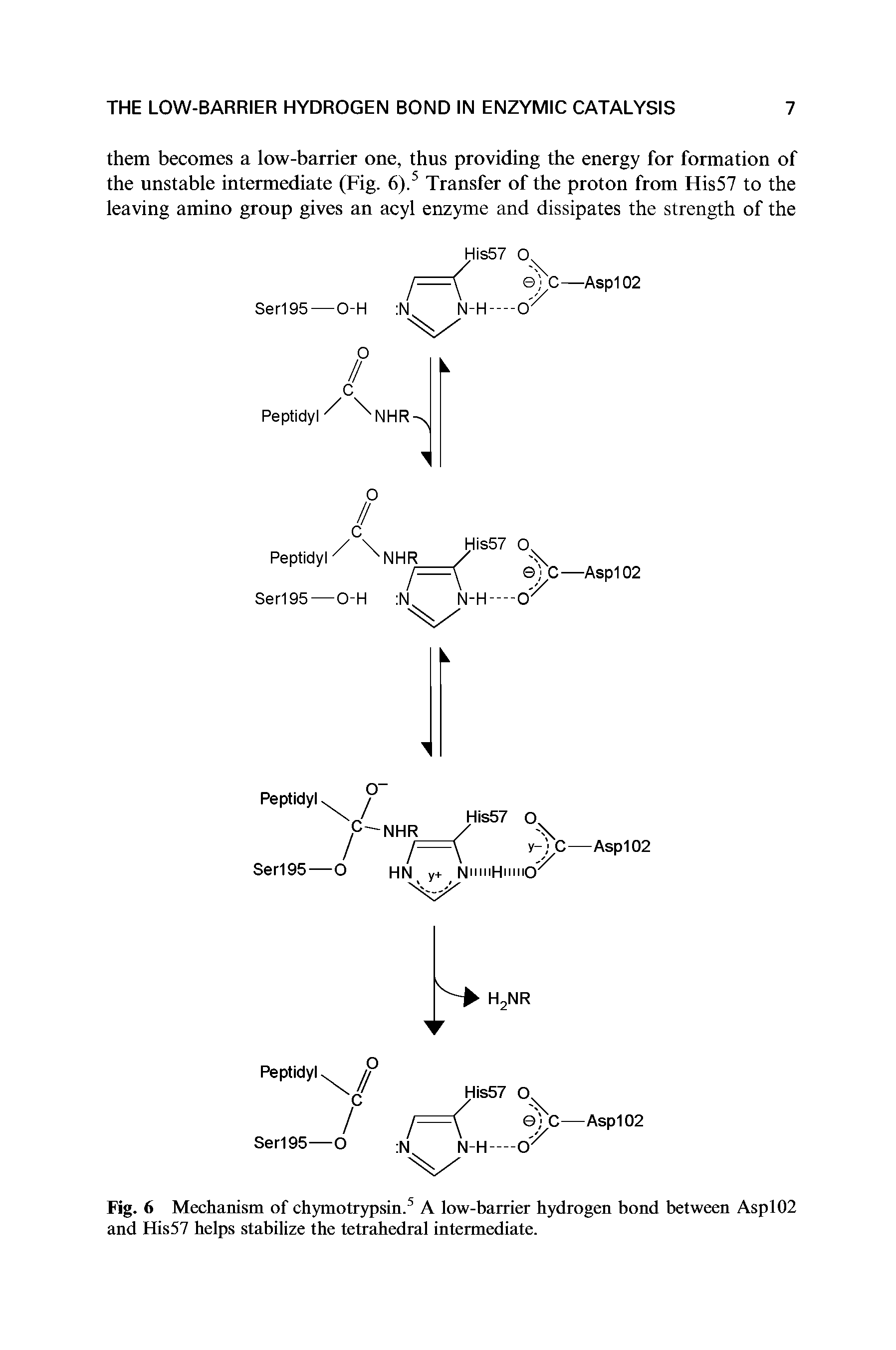 Fig. 6 Mechanism of chymotrypsin.5 A low-barrier hydrogen bond between Aspl02 and His57 helps stabilize the tetrahedral intermediate.