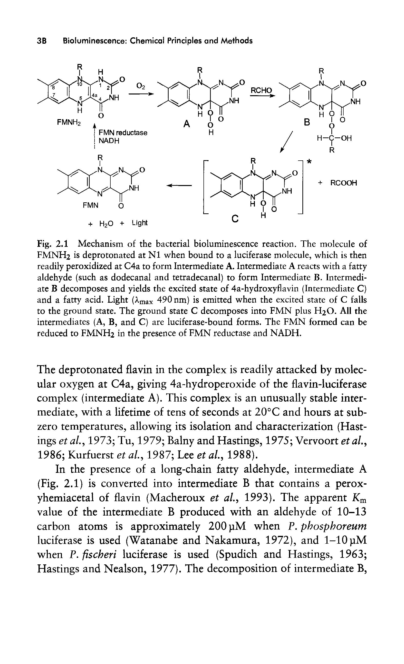 Fig. 2.1 Mechanism of the bacterial bioluminescence reaction. The molecule of FMNH2 is deprotonated at N1 when bound to a luciferase molecule, which is then readily peroxidized at C4a to form Intermediate A. Intermediate A reacts with a fatty aldehyde (such as dodecanal and tetradecanal) to form Intermediate B. Intermediate B decomposes and yields the excited state of 4a-hydroxyflavin (Intermediate C) and a fatty acid. Light (Amax 490 nm) is emitted when the excited state of C falls to the ground state. The ground state C decomposes into FMN plus H2O. All the intermediates (A, B, and C) are luciferase-bound forms. The FMN formed can be reduced to FMNH2 in the presence of FMN reductase and NADH.