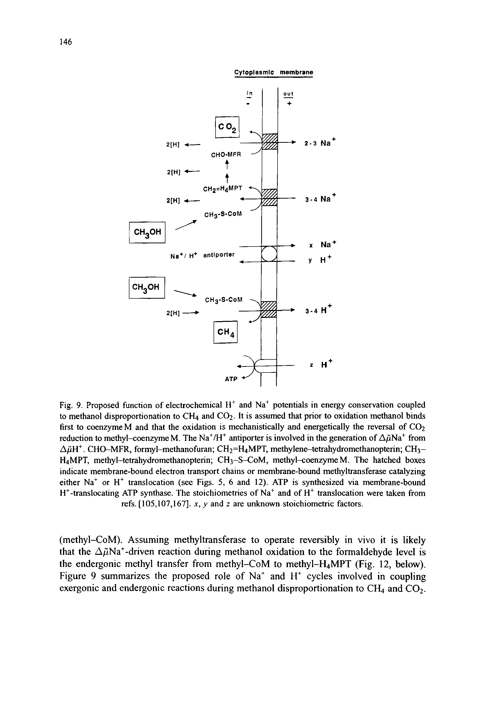 Fig. 9. Proposed function of electrochemical and Na potentials in energy conservation coupled to methanol disproportionation to CH4 and CO2- It is assumed that prior to oxidation methanol binds first to coenzyme M and that the oxidation is mechanistically and energetically the reversal of CO2 reduction to methyl-coenzyme M. The Na /H" antiporter is involved in the generation of A/iNa Ifom AjlVt. CHO-MFR, formyl-methanofuran CH2=H4MPT, methylene-tetrahydromethanopterin CH3-H4MPT, methyl-tetrahydromethanopterin CH3-S-C0M, methyl-coenzymeM. The hatched boxes indicate membrane-bound electron transport chains or membrane-bound methyltransferase catalyzing either Na or H translocation (see Figs. 5, 6 and 12). ATP is synthesized via membrane-bound H -translocating ATP synthase. The stoichiometries of Na and of translocation were taken from refs. [105,107,167]. x, y and z are unknown stoichiometric factors.